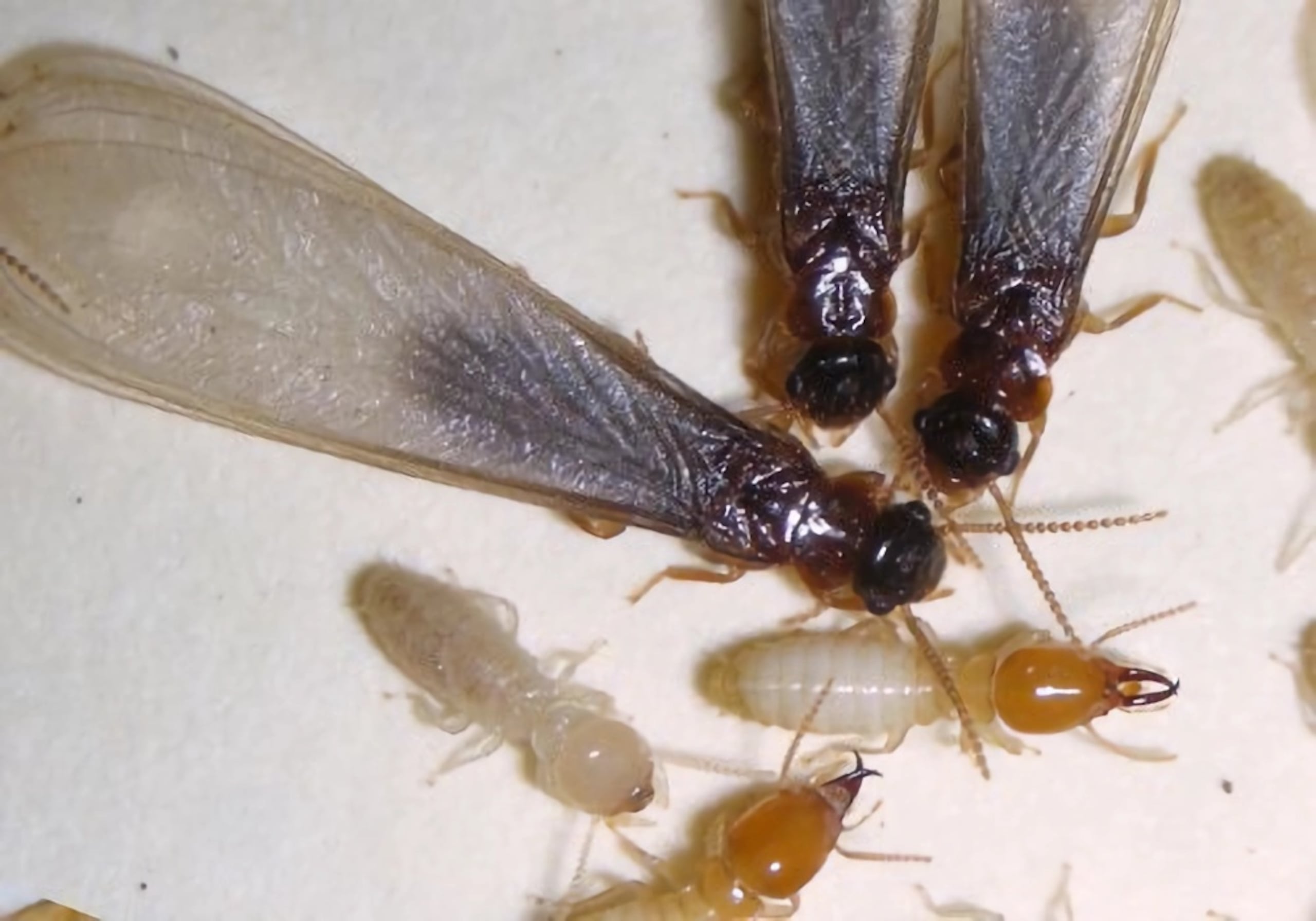 Aunque experimentos de laboratorio mostraron que podían surgir colonias híbridas, no se había confirmado si estas podían mantenerse ni producir descendencia fértil en la naturaleza.