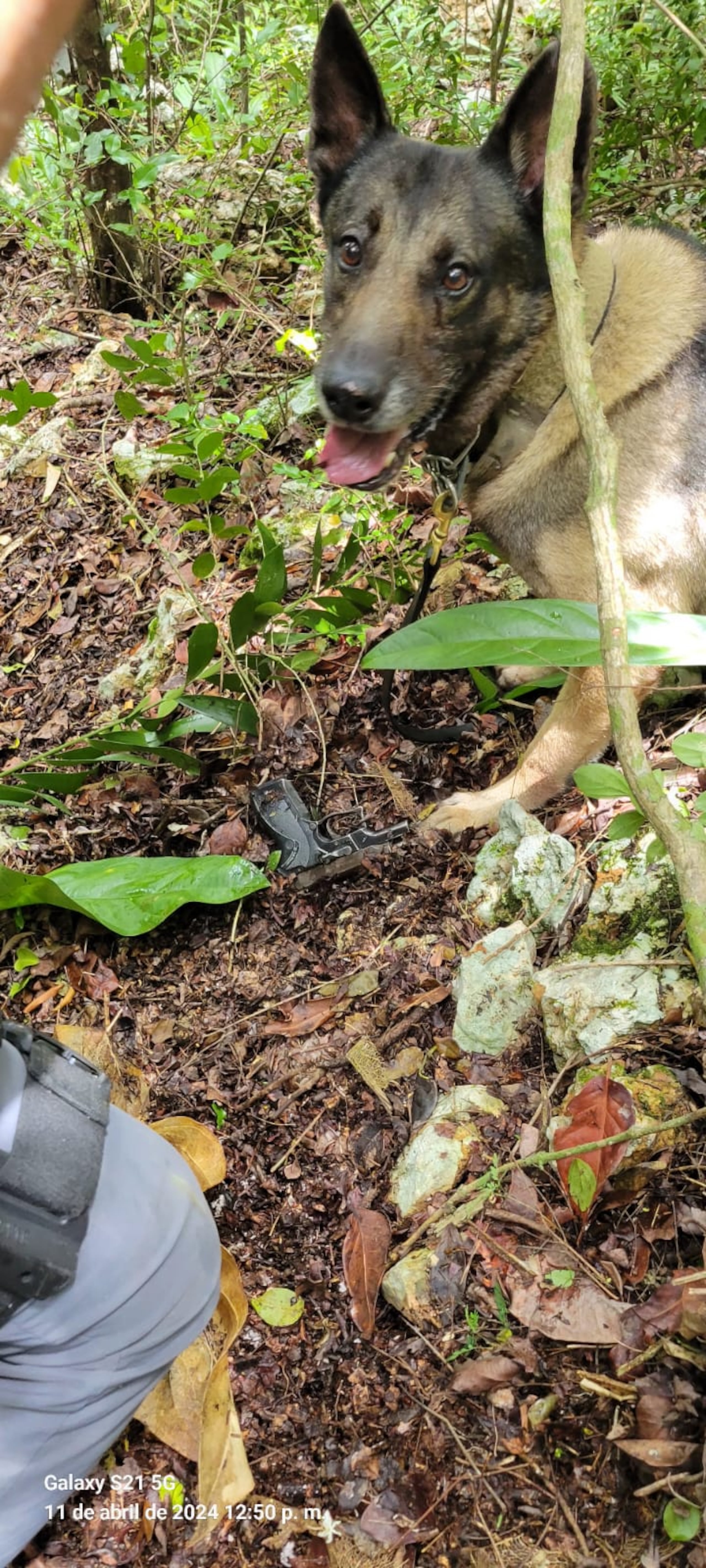 La Unidad Canina de la Policía Municipal de Bayamón localizó en un monte un arma de fuego que se presume fue utilizada en un asesinato ocurrido en el barrio Pugnado, en Vega Baja.