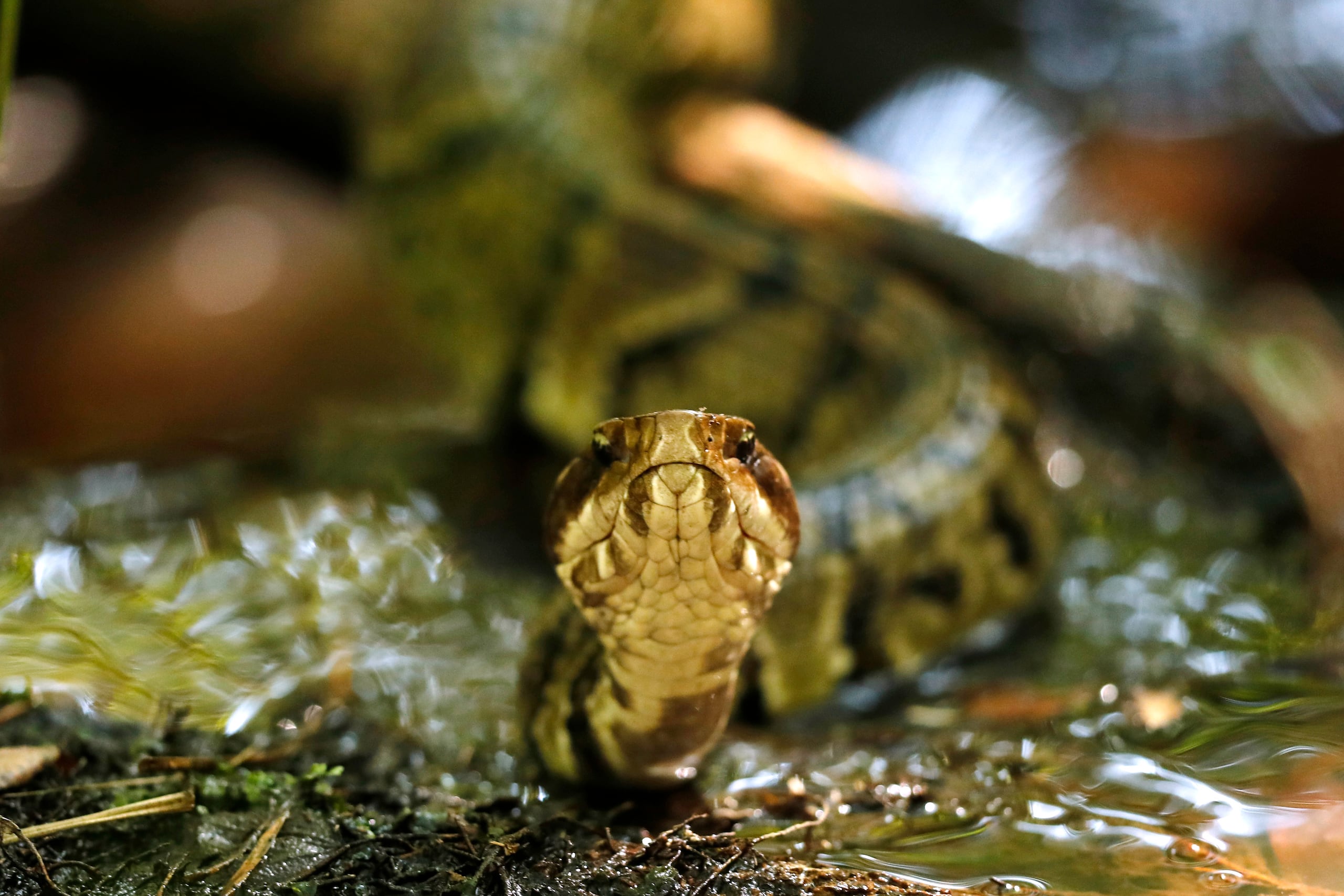 Una serpiente boca de algodón (Agkistrodon piscivorus).