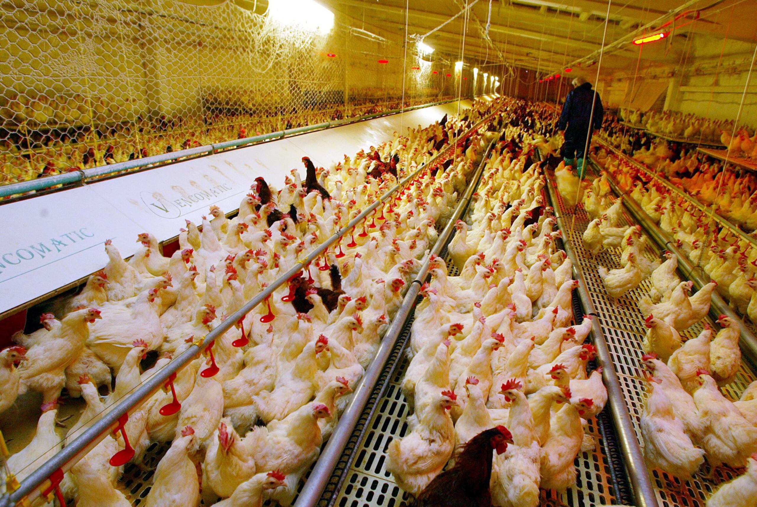 La gobernadora Kathy Hochul declaró que el cierre temporal de los mercados de aves en la ciudad y sus suburbios de Westchester y Long Island se realiza por precaución.