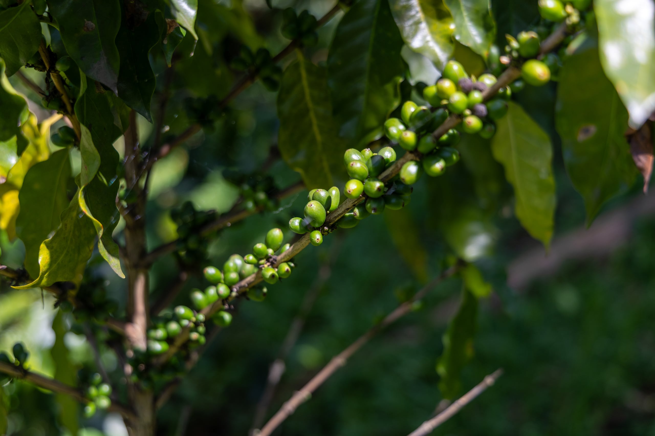 Fruto del cafe.