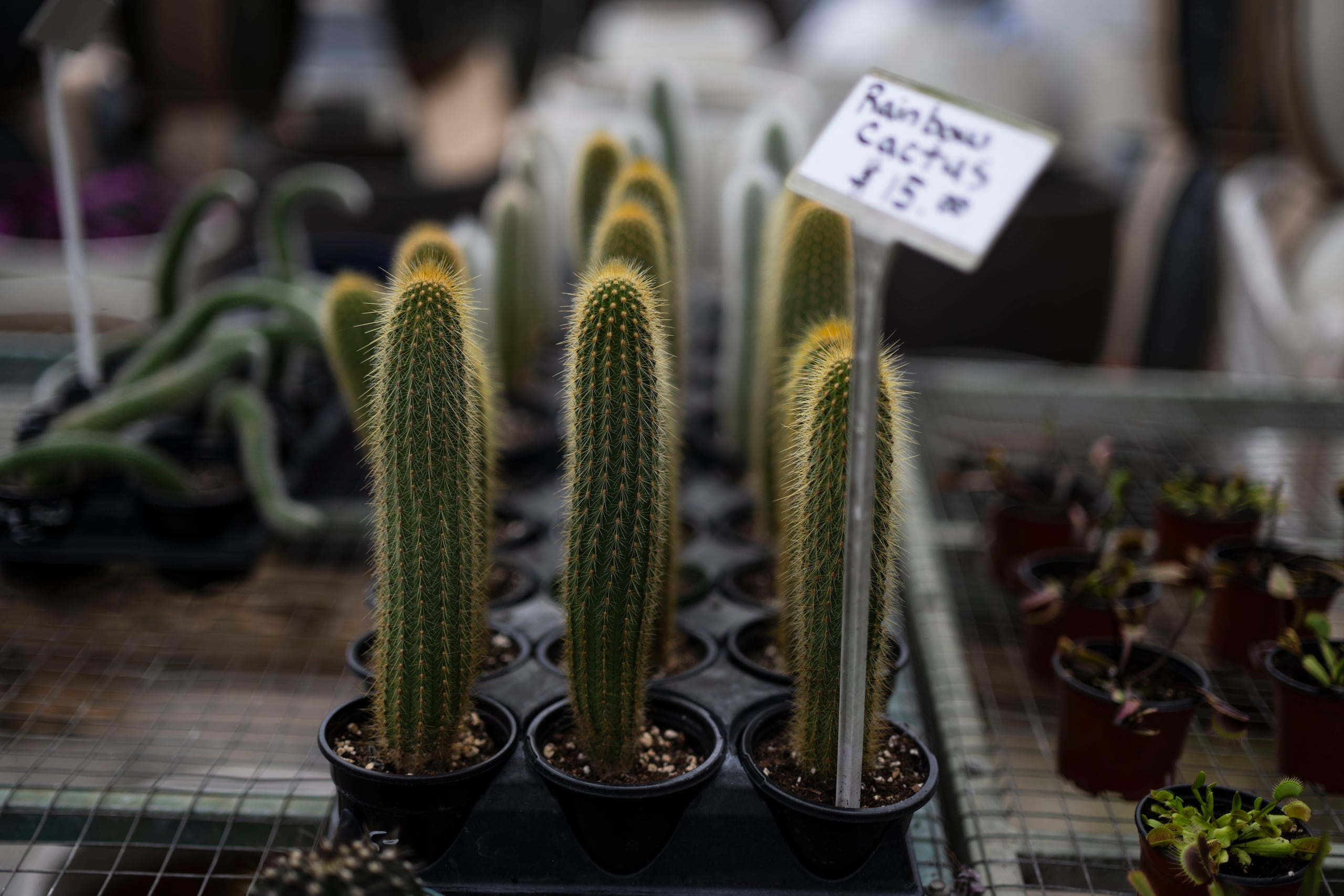 El cactus es una planta que no requiere ser regada con frecuencia.