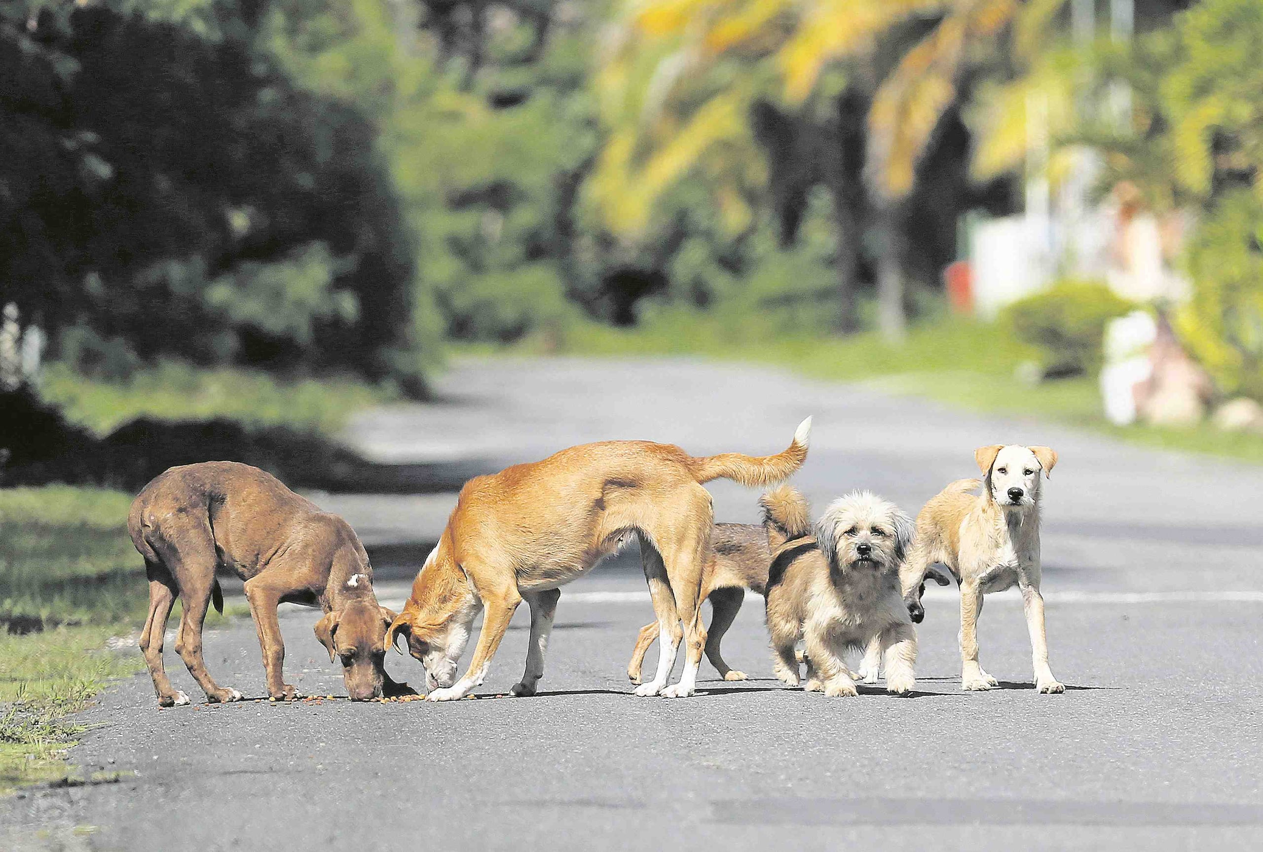 La Ley 154 es la que vela por el bienestar de animales en Puerto Rico. (Archivo / GFR Media)