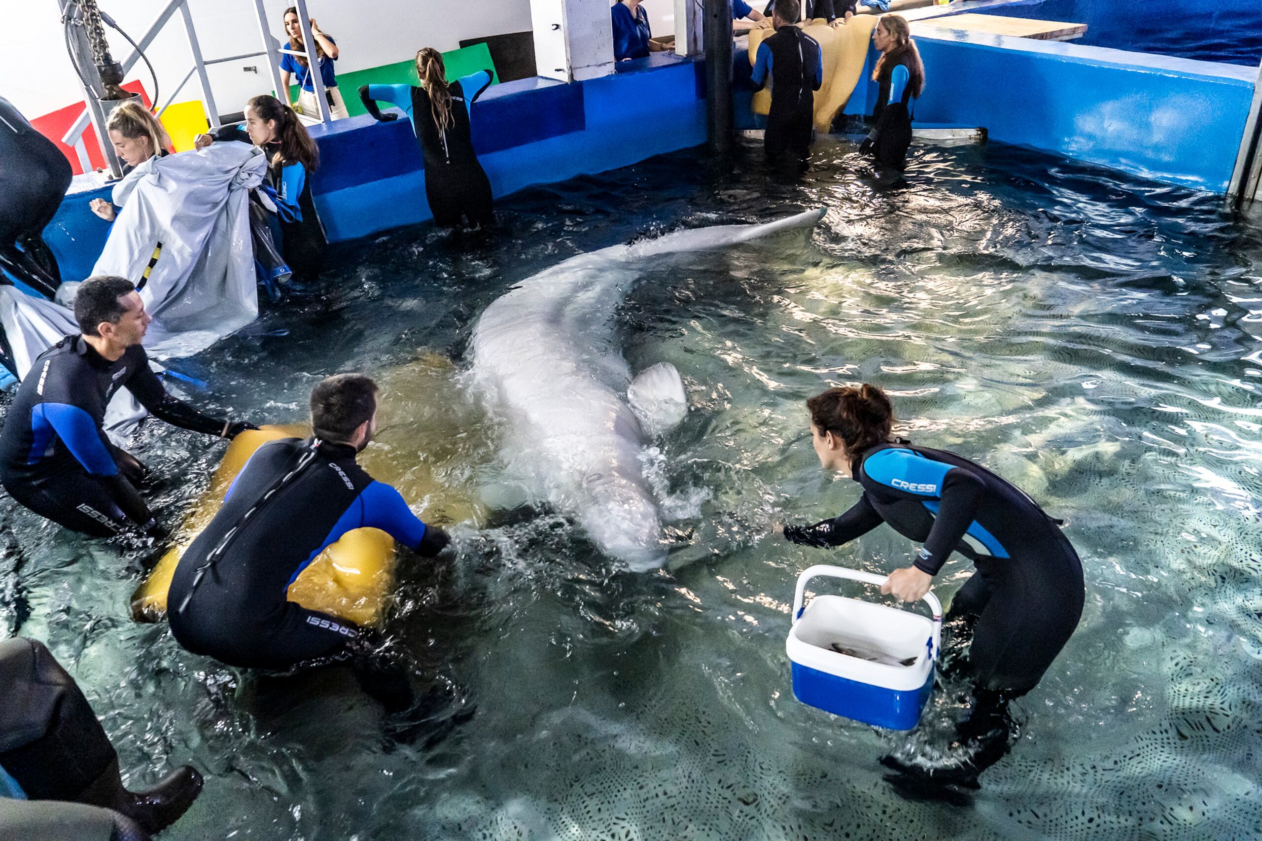 Se informó que las belugas presentaban una condición corporal subóptima para emprender este tipo de viaje, pero de haber continuado en Járkov, sus posibilidades de supervivencia hubiesen sido muy escasas.