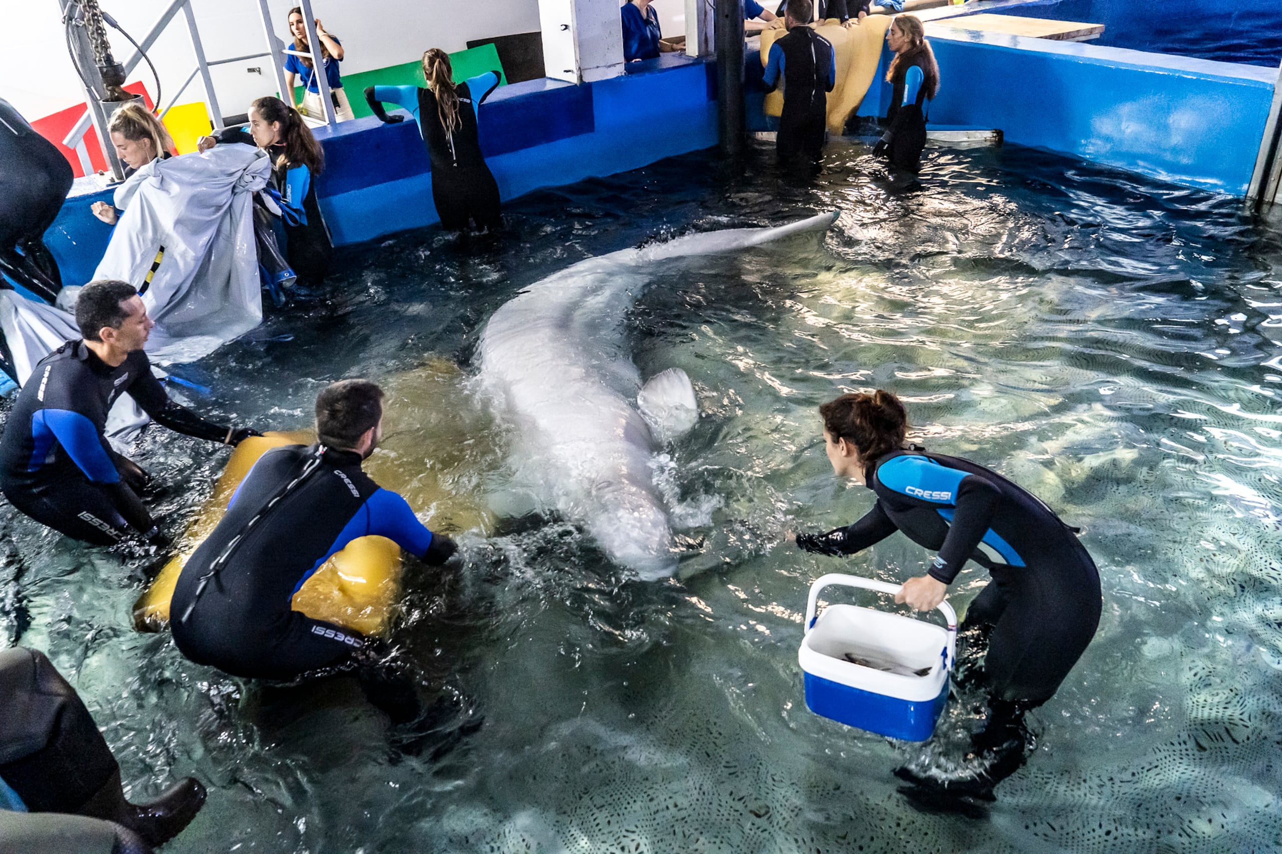 las ballenas belugas son conocidas por emitir sonidos que algunos describen como el canto de las sirenas, su distintivo color blanco y su peculiar forma física.