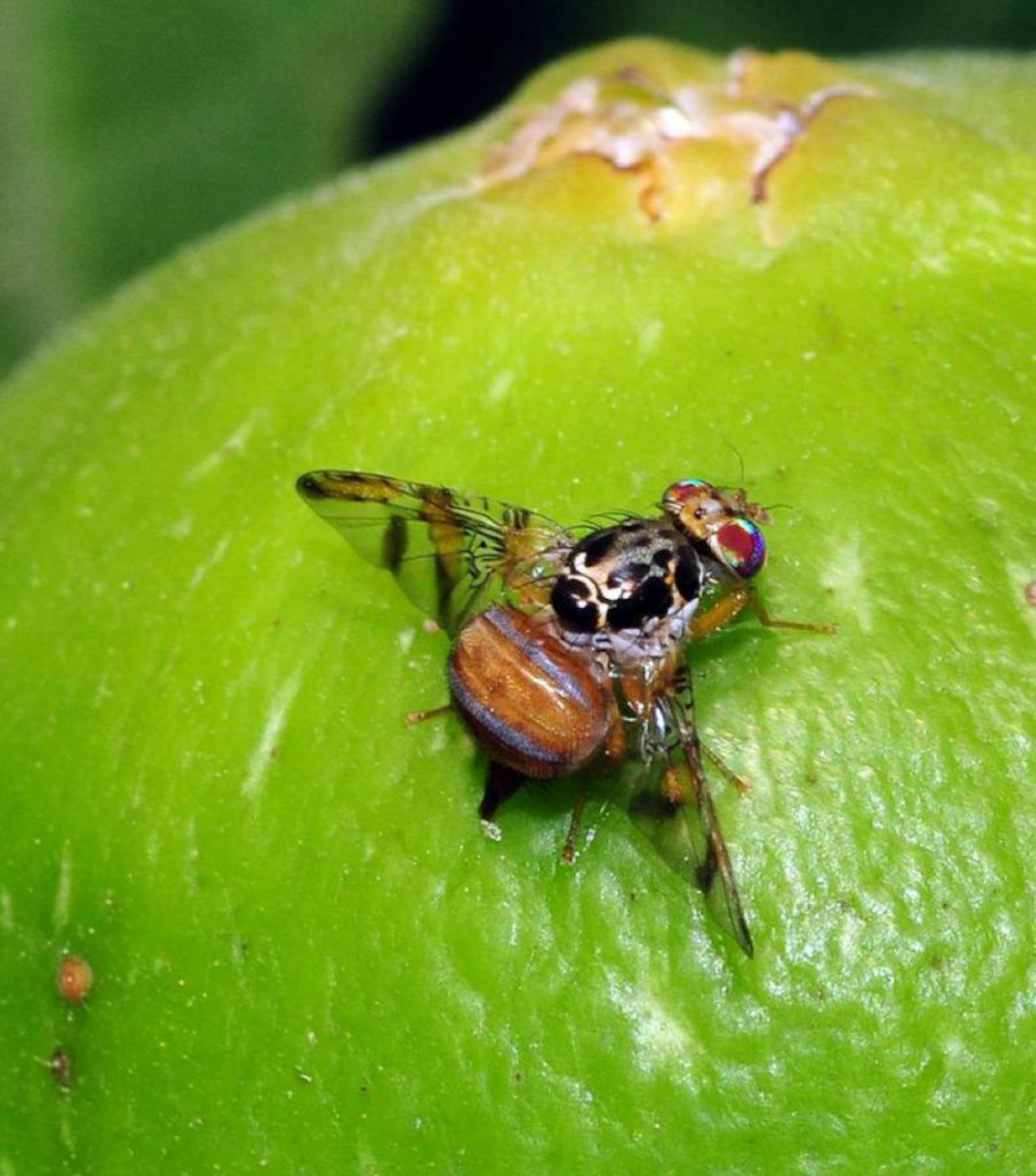 La presencia de la mosca del mediterráneo fue detectado en la última semana de diciembre de 2023 en la provincia de La Altagracia, en la República Dominicana.