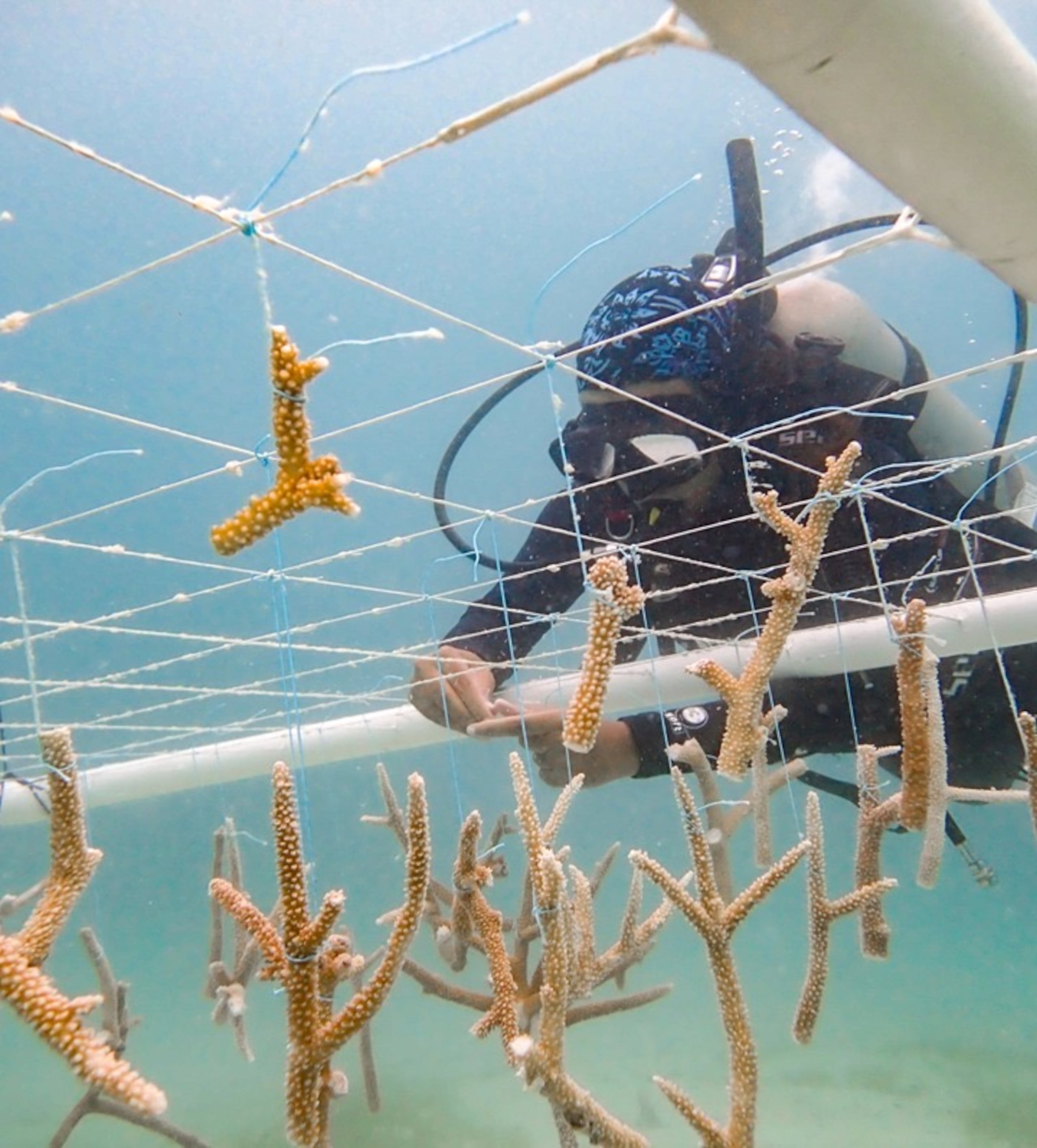 La Sociedad Ambiente Marino trabaja con una “guardería” de colonias para los corales cuerno de ciervo y cuerno de alce, colonias que fueron, prácticamente, eliminadas tras el huracán María y el calentamiento de las aguas.