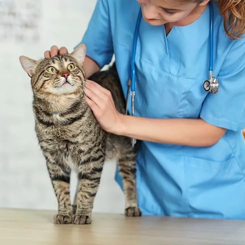 FOTOS: Cómo saber si ya tu gato es un adulto mayor