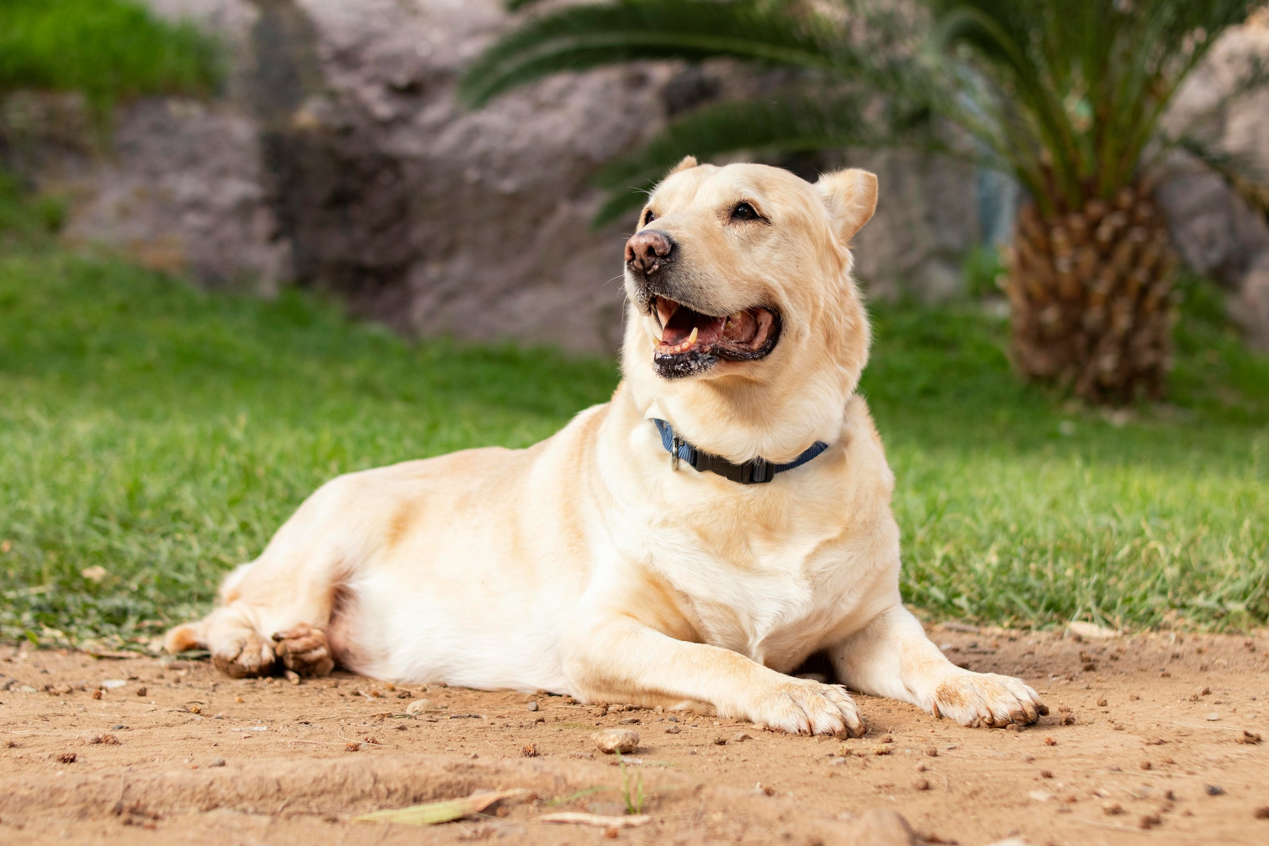 El tema de los parásitos en los perros es uno serio, que se debería tener muy en cuenta continuamente, sobre todo si su mascota presenta síntomas de molestia, como piquiña y signos en si piel.