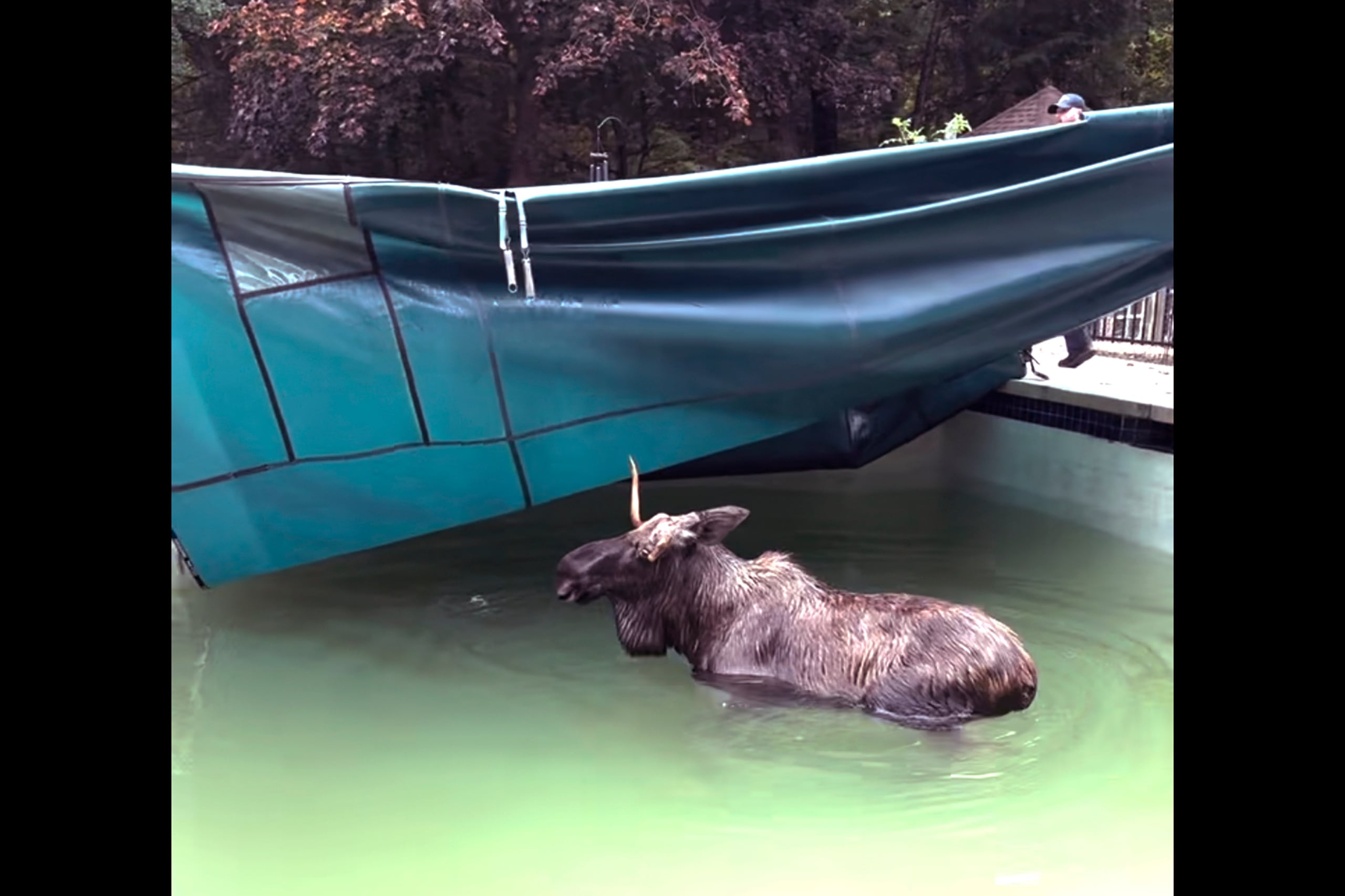 Una vez retirada la cubierta, el alce salió de la parte menos profunda de la piscina y se dirigió a una zona boscosa próxima a la casa.