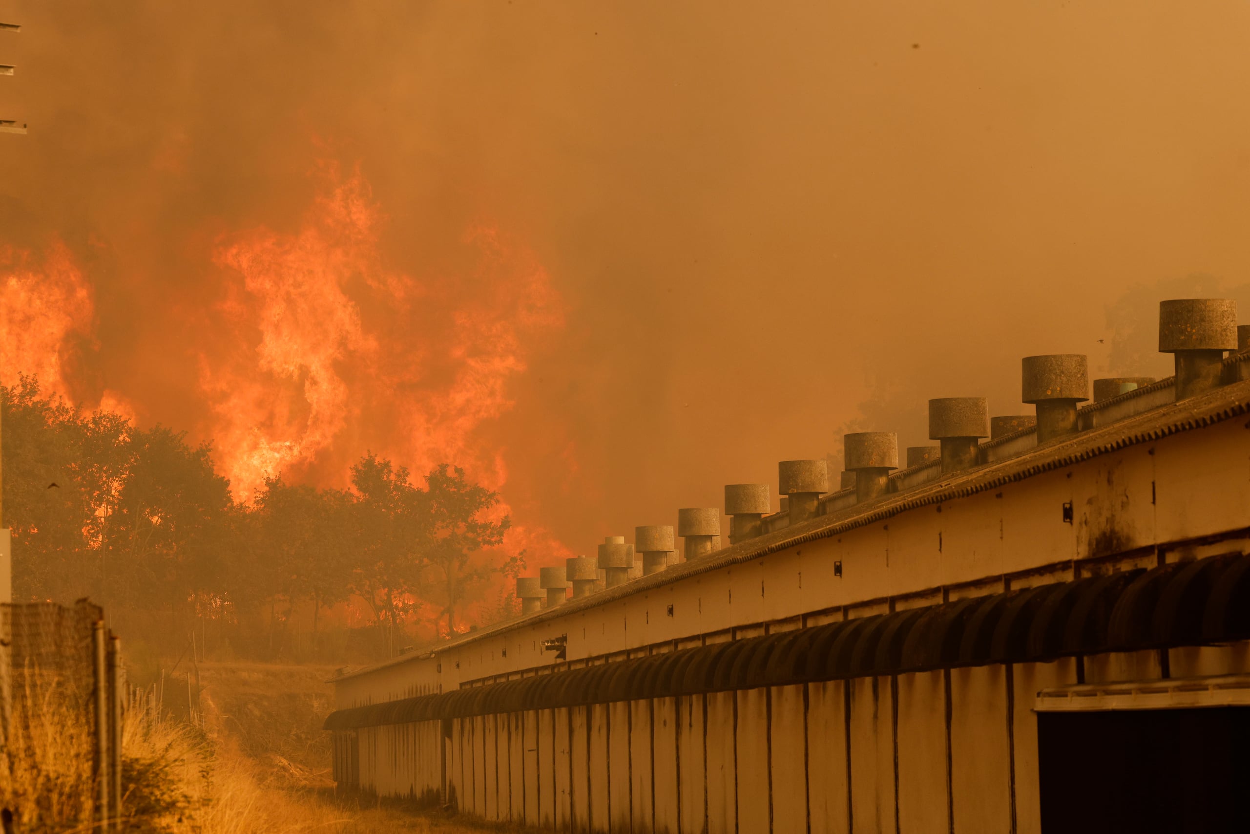 Las llamas se acercan a una granja durante un incendio forestal en Santa Baia de Montes, noroeste de España, el jueves 14 de agosto de 2025. (AP Foto/Lalo R. Villar)