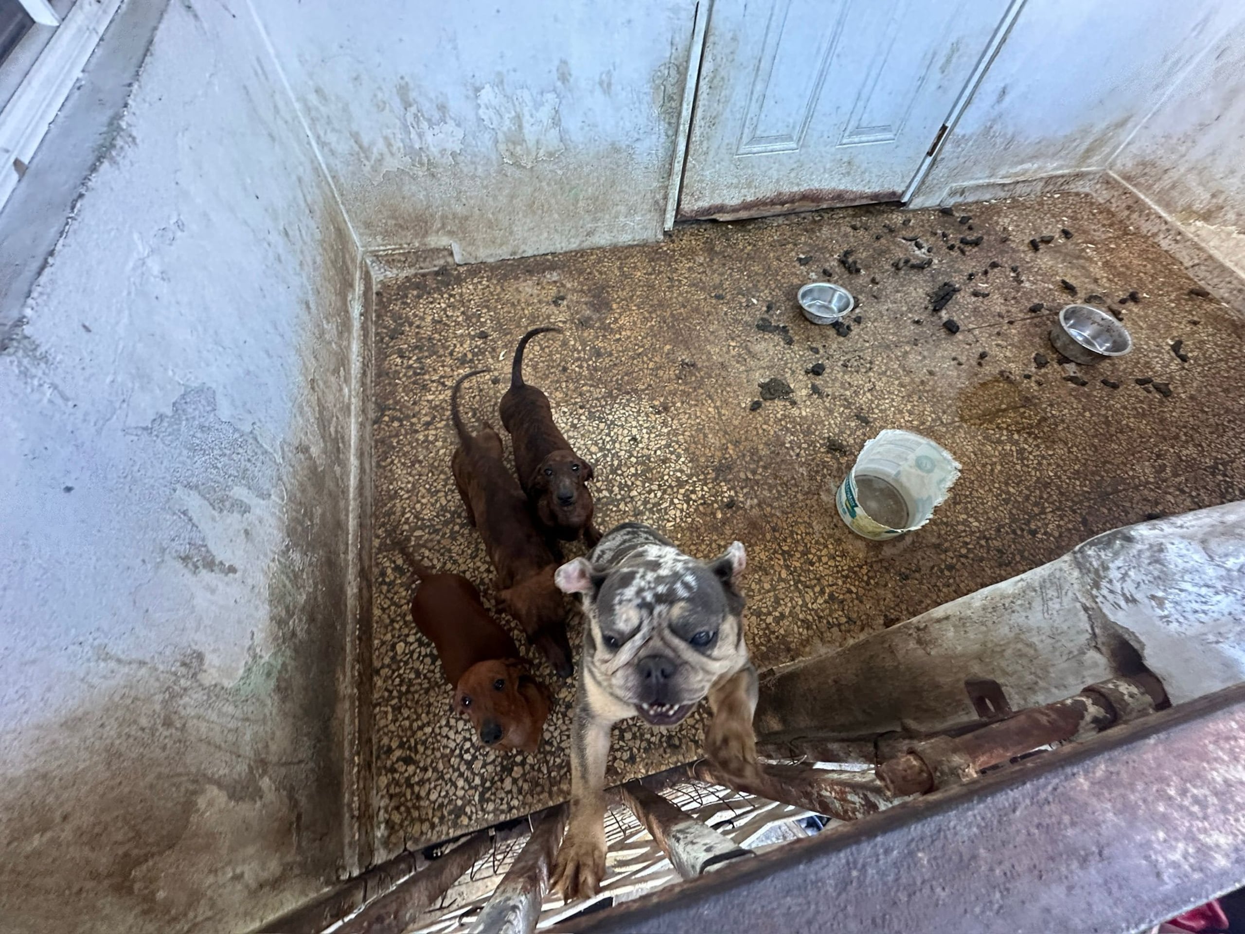 Siete perros fueron hallados en una residencia abandonada en Caguas, por agentes del Negociado de Drogas, Narcóticos, Control del Vicio y Armas Ilegales.