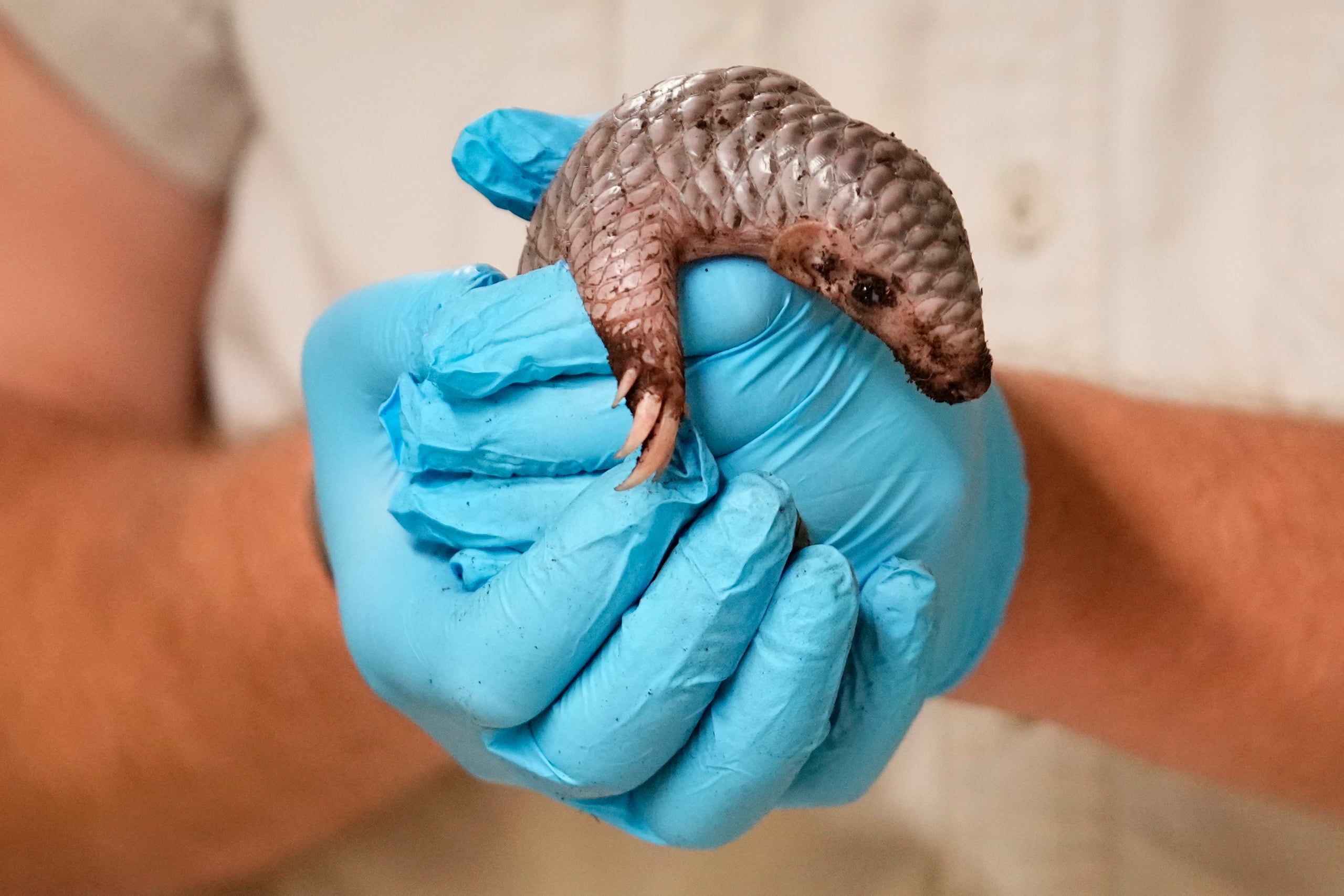 Un cuidador lleva en brazos un pangolín chino recién nacido para pesarlo en el zoo de Praga, República Checa, el miércoles 10 de julio de 2024. La cría, que pertenece a una especie en peligro crítico de extinción, nació el 1 de julio de 2024. (AP Foto/Petr David Josek)