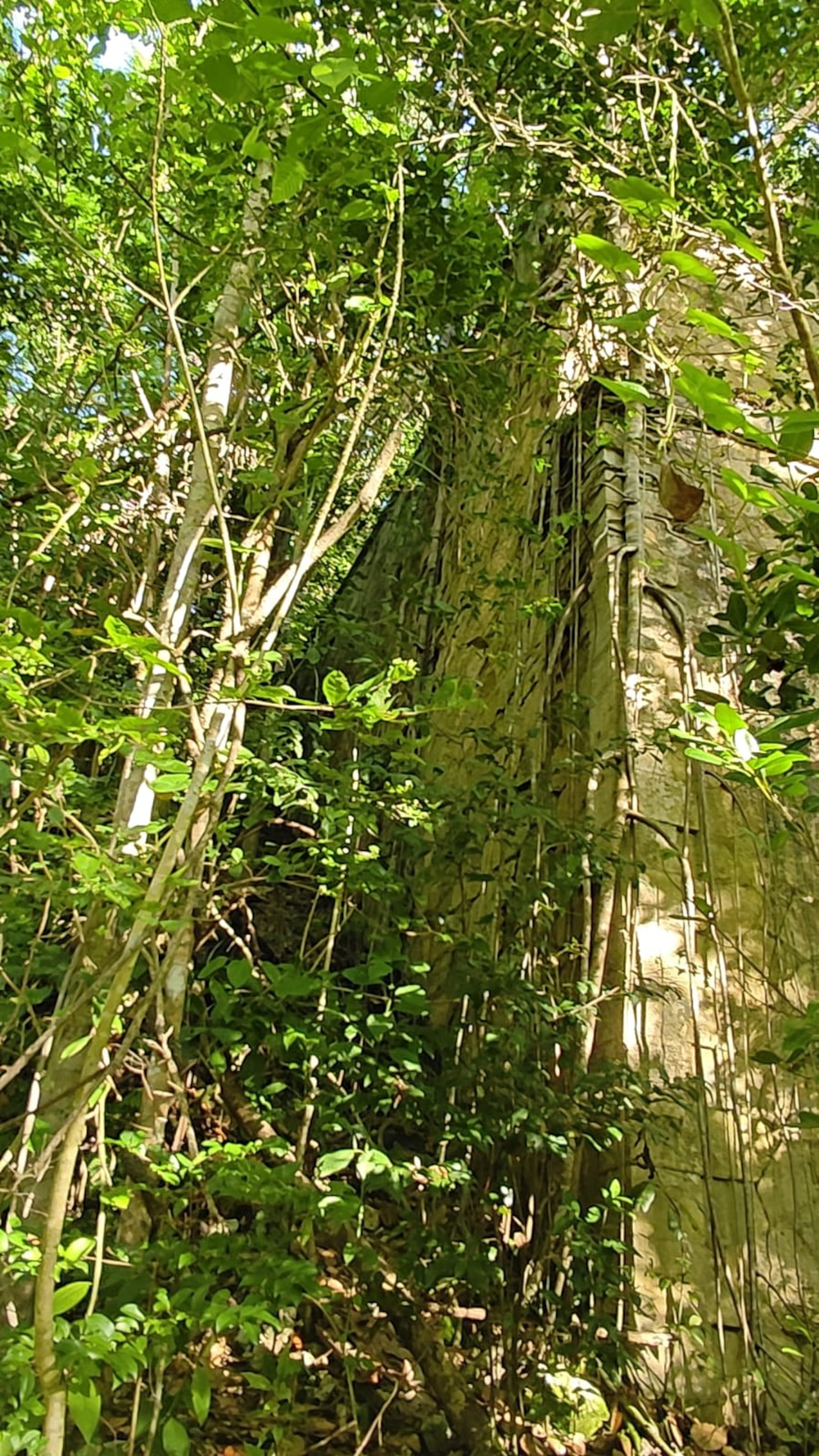 Oculto entre la maleza, el pilar de un puente de la vía ferroviaria parece emular un monumento construido por una civilización antigua.