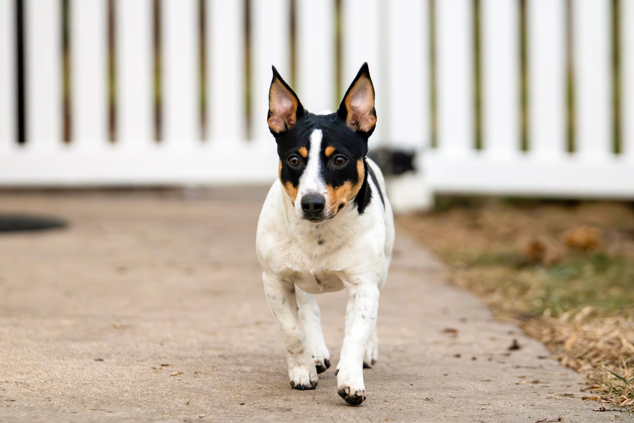 Un perro de la raza Teddy Roosevelt Terrier. (American Kennel Club via AP)
