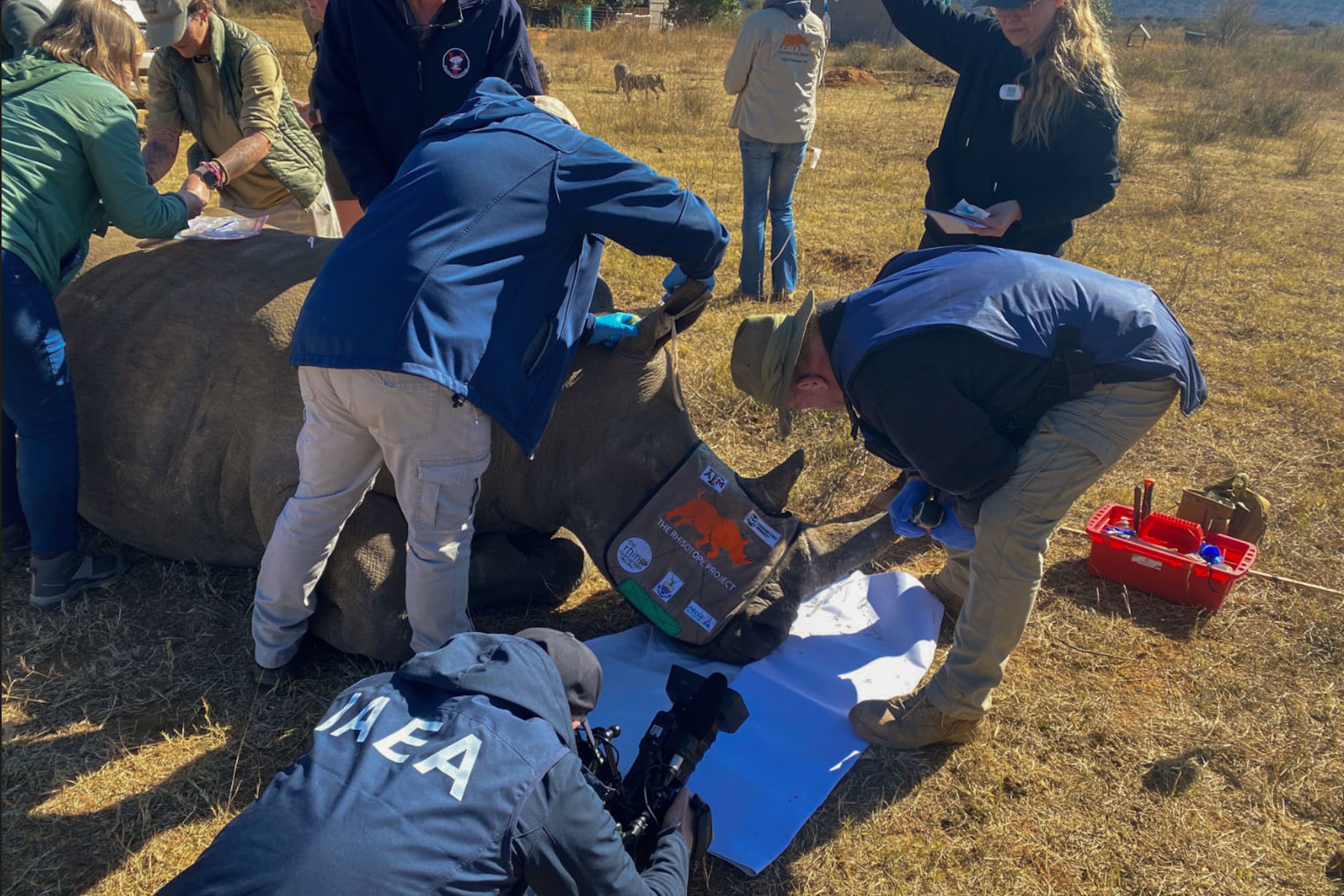 La ONU ha optado por marcar los cuernos de rinoceronte con isótopos radioactivos para evitar su contrabando.