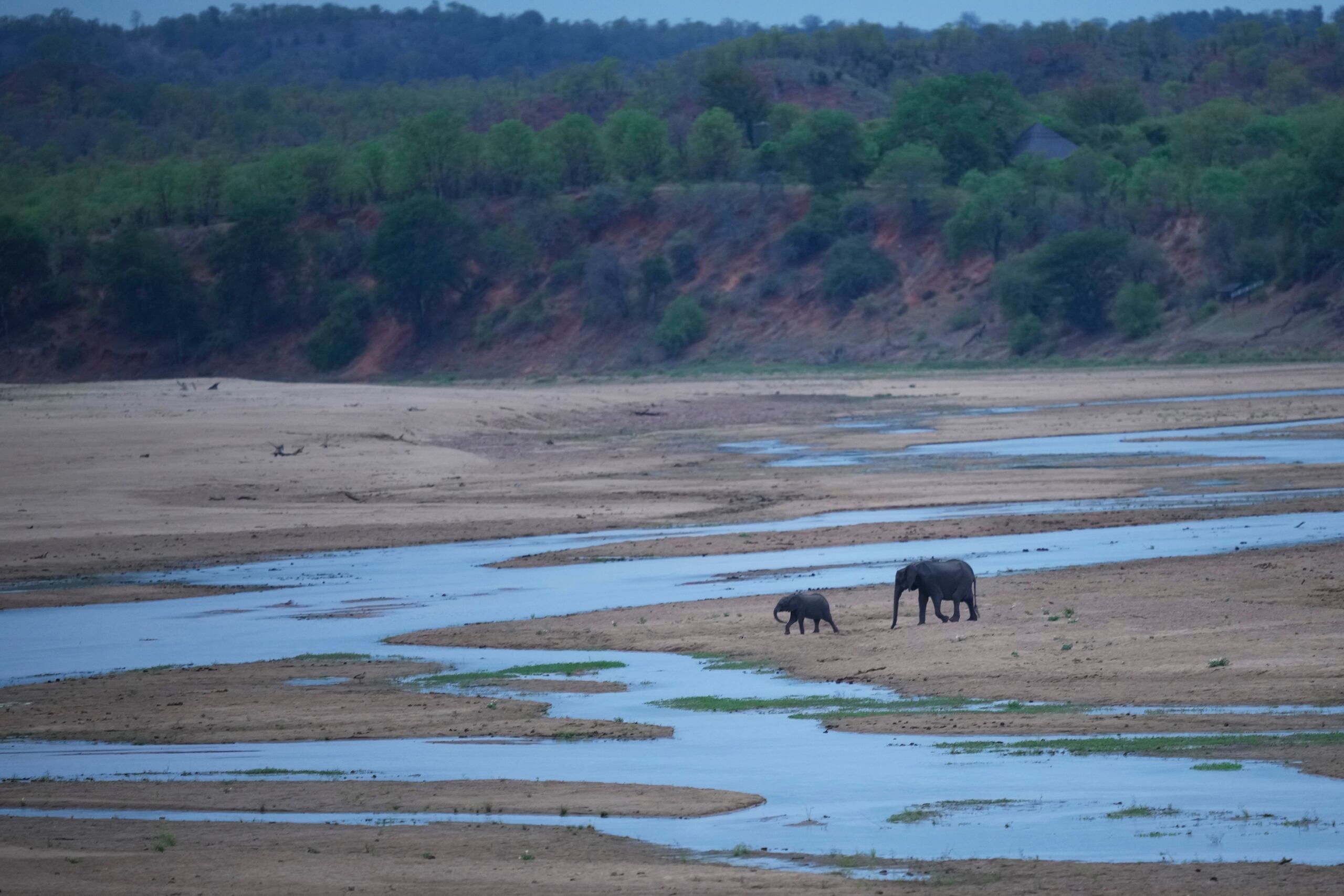 Para evitar la muerte de muchos animales, Farawo explicó a EFE que ZimParks ha construido abrevaderos artificiales y se han excavado pozos de agua para los animales salvajes.