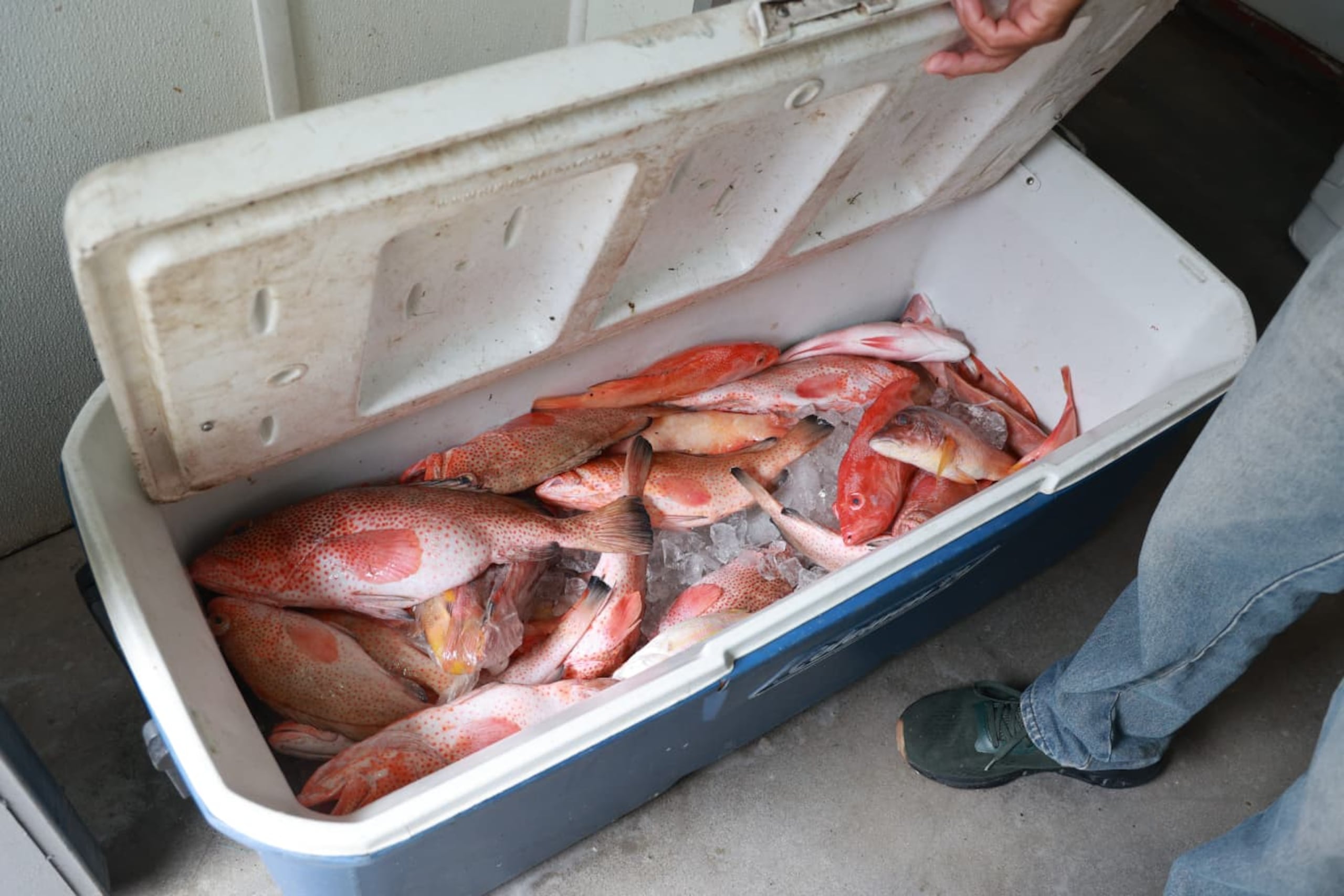 Pescadores en la villa pesquera de Cataño aseguran que hay inventario suficiente para la época.