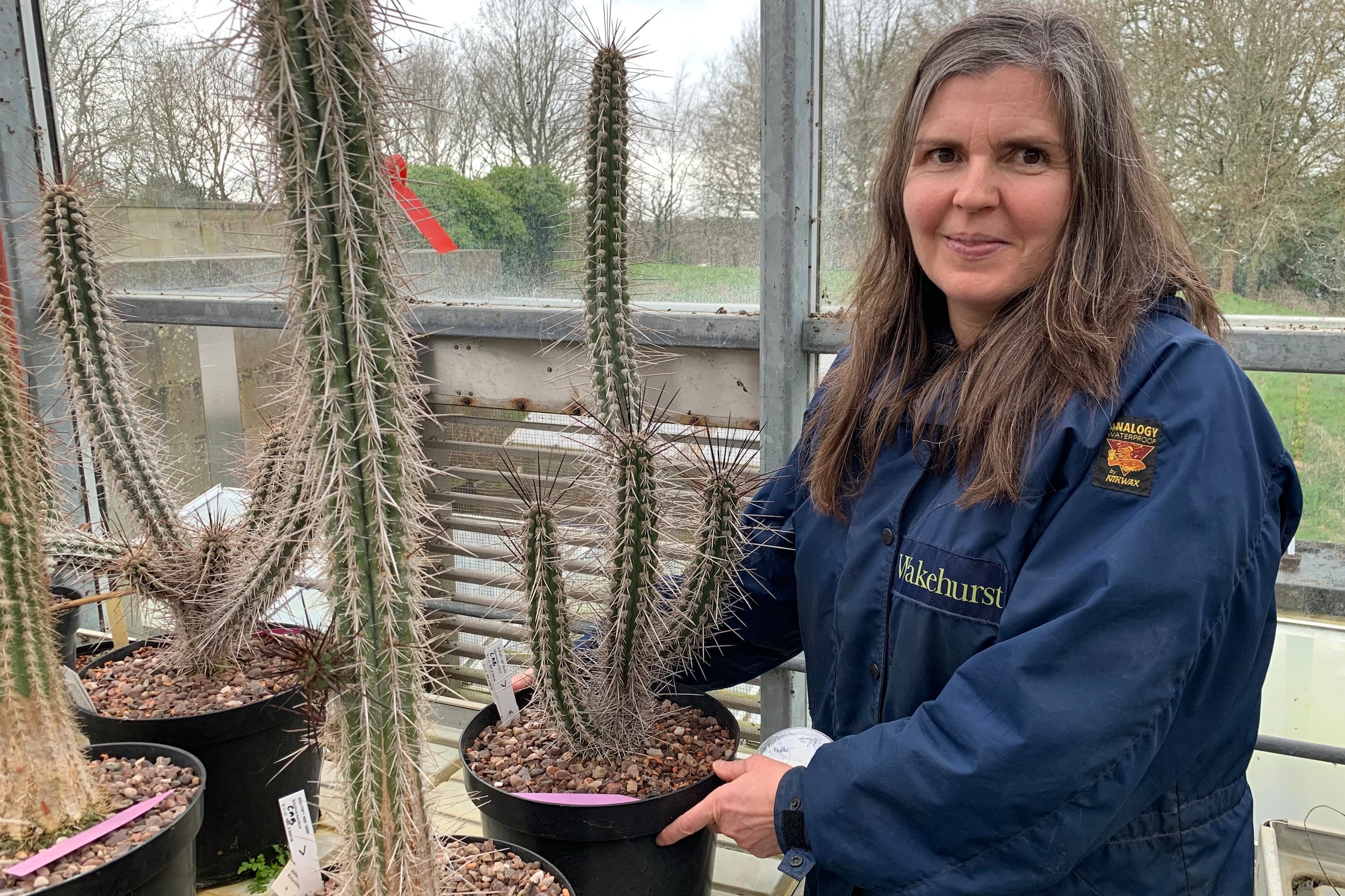 Una trabajadora del Banco de Semillas del Milenio (MSB, en inglés) de los jardines botánicos Kew muestra un ejemplar cultivado a partir de una semilla conservada allí de la especie protegida chilena Eulychnia procumbens.