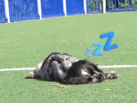 Imagen de la cobertura de: Gösta, el cachorro con narcolepsia que se duerme de repente, sigue derritiendo corazones