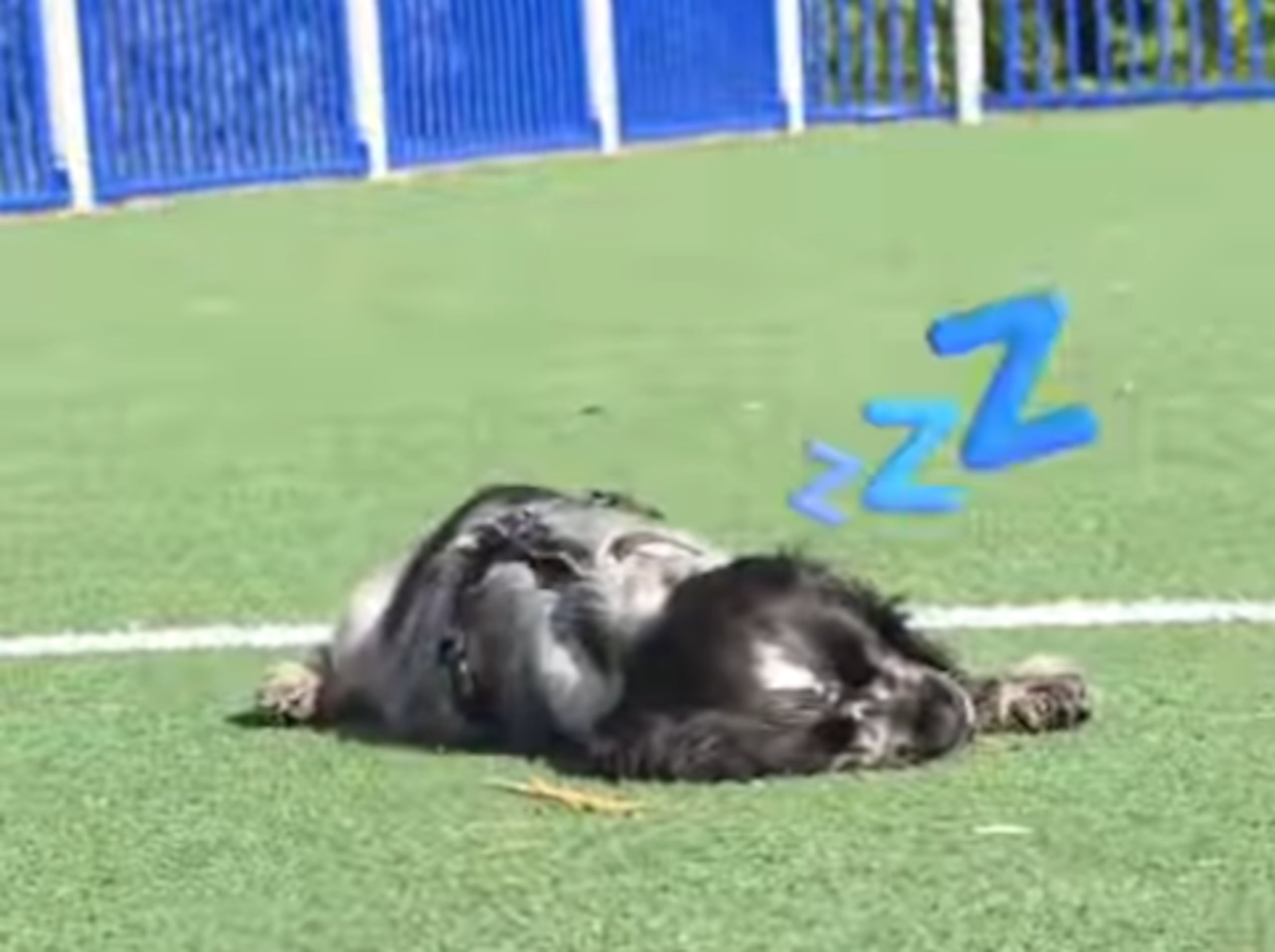 Gösta es un cachorro de cocker spaniel de 15 semanas