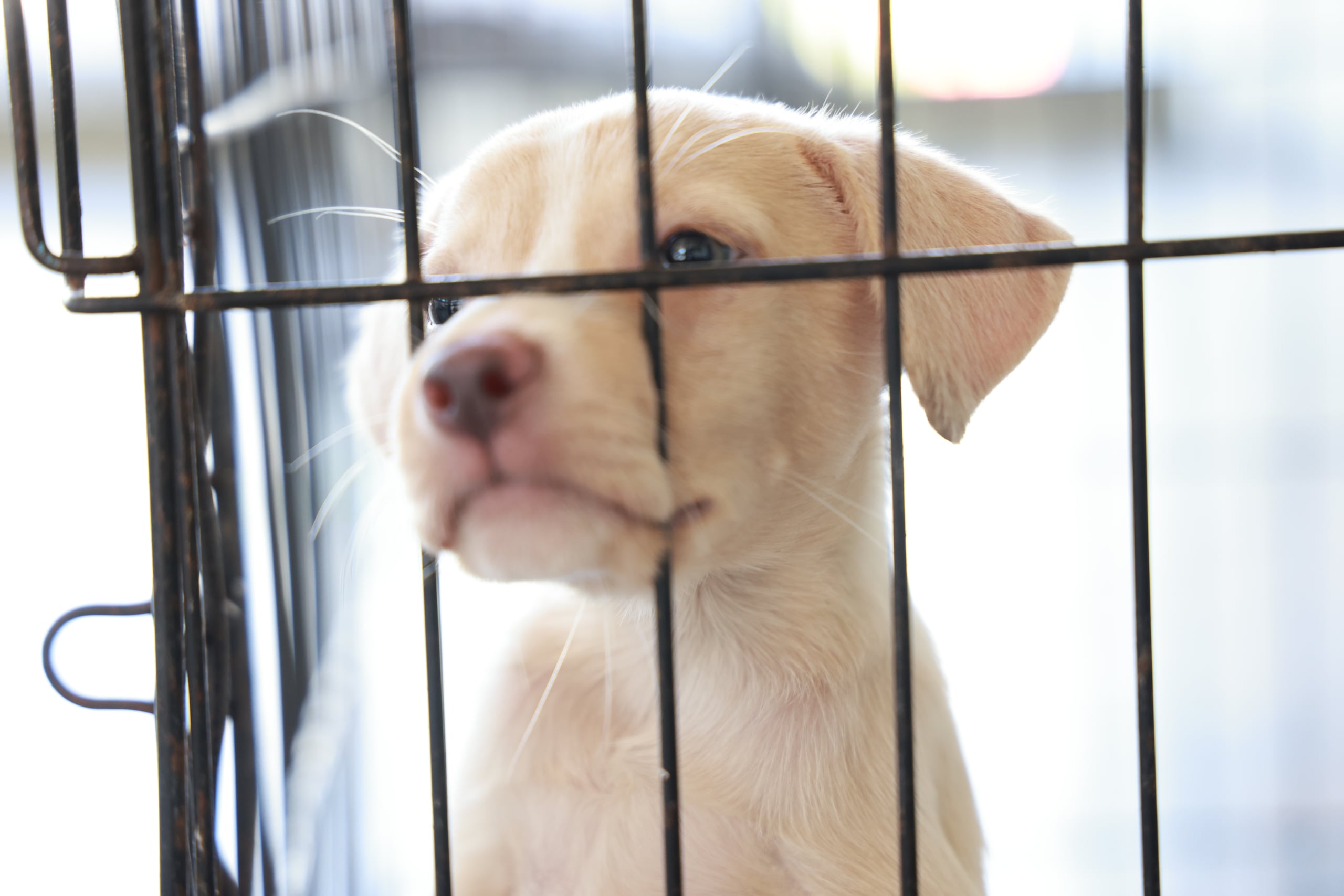 Motivo: Cachorro, perro, perros, adopción de mascotas, adopción de animales, cachorros