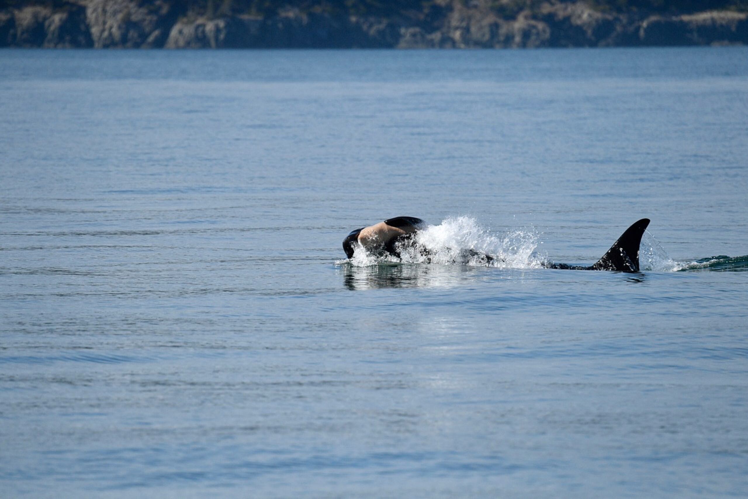 En esta imagen difundida por SeaDoc Society/San Diego Zoo Wildlife Alliance, una orca conocida como J36 lleva a cuestas el cuerpo de su cría muerta en aguas del Estrecho de Rosario, cerca de Orcas Island, el viernes 12 de septiembre de 2025, en Washington. (SeaDoc Society/San Diego Zoo Wildlife Alliance vía AP)