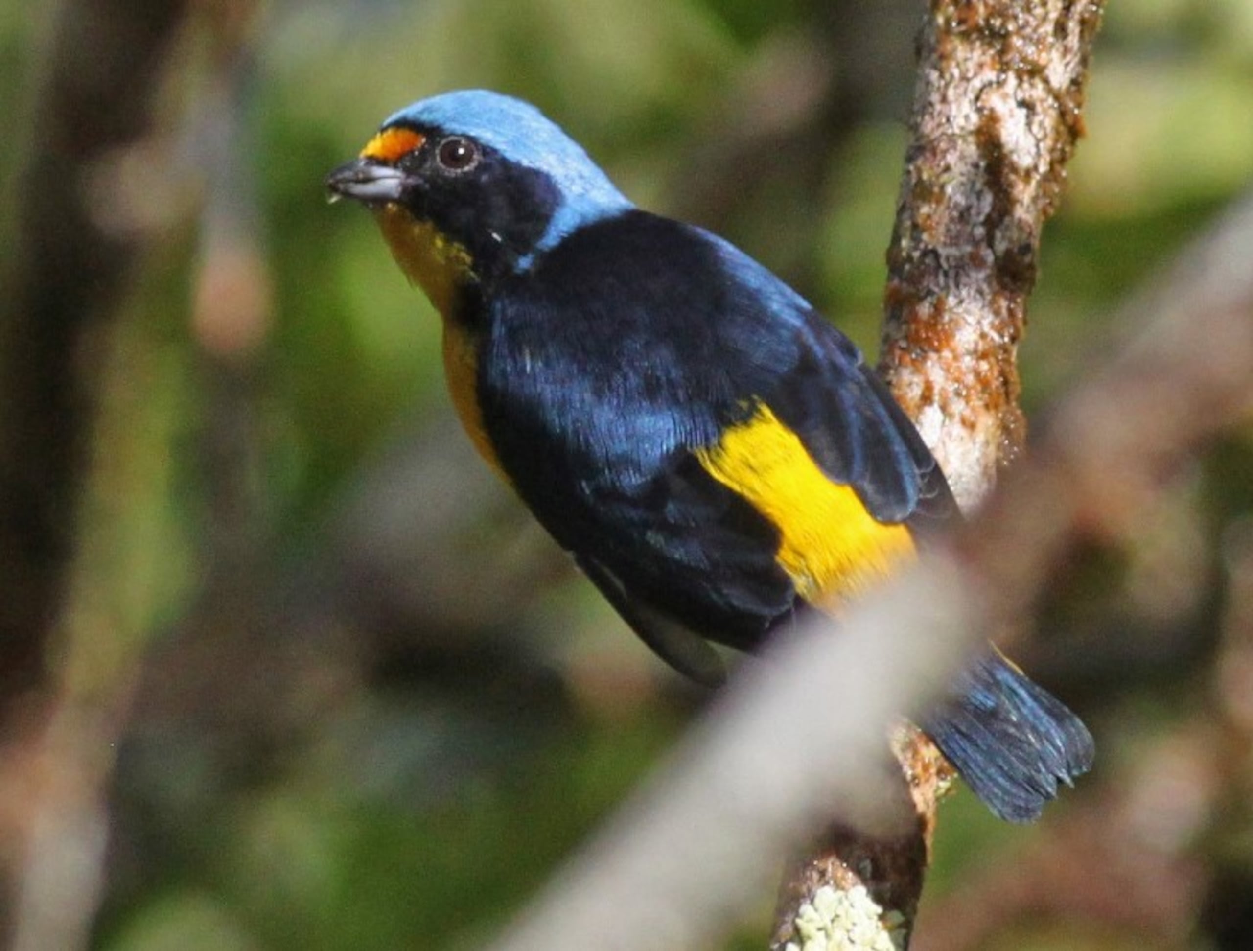 El Jilguero de Puerto Rico vive en las zonas boscosas de la Cordillera Central. Imagen tomada de la página cibernética eBird.org.