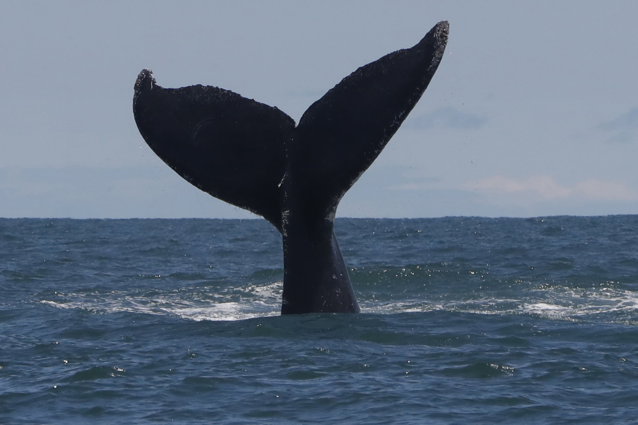 Una ballena jorobada muestra su cola en el Parque Nacional Uramba Bahía Málaga, en Buenaventura, Colombia.