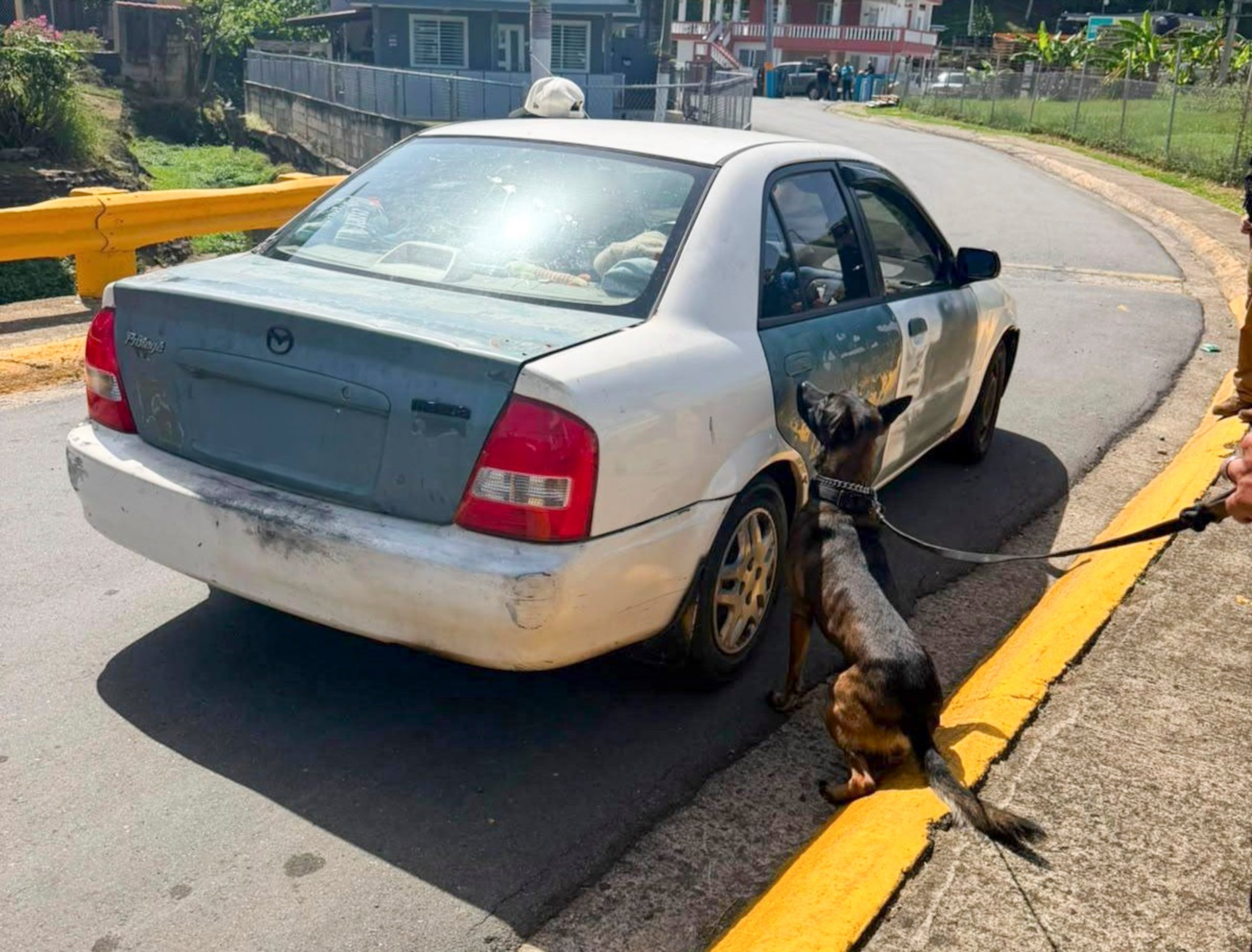 La Unidad Canina marcó un auto en cuyo interior se ocupó arma de fuego y drogas en la carretera PR-647, en Vega Alta.