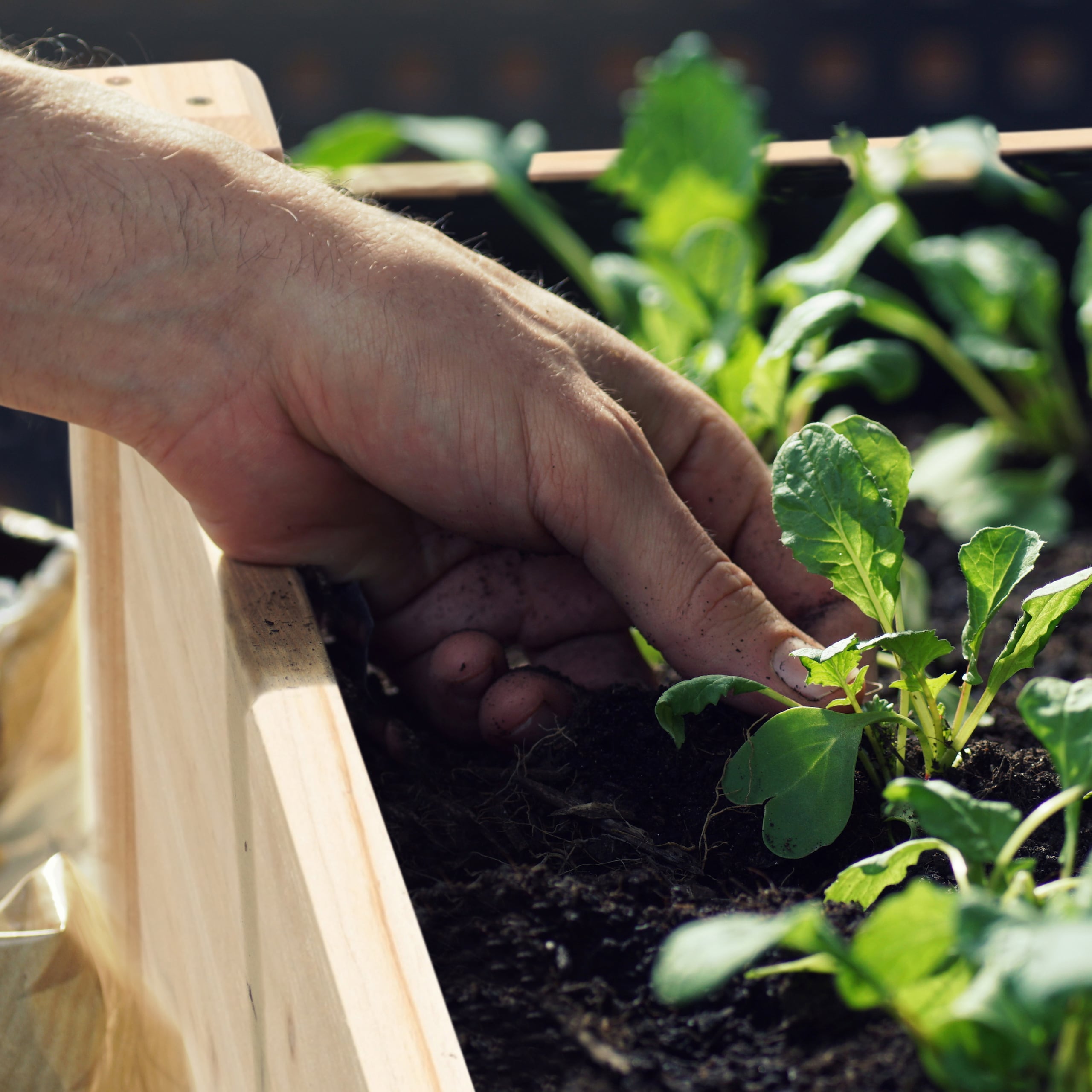 Los huertos elevados soin una excelente opción para la mamá que gusta de sembrar hierbas y otras plantas comestibles para cocinar.