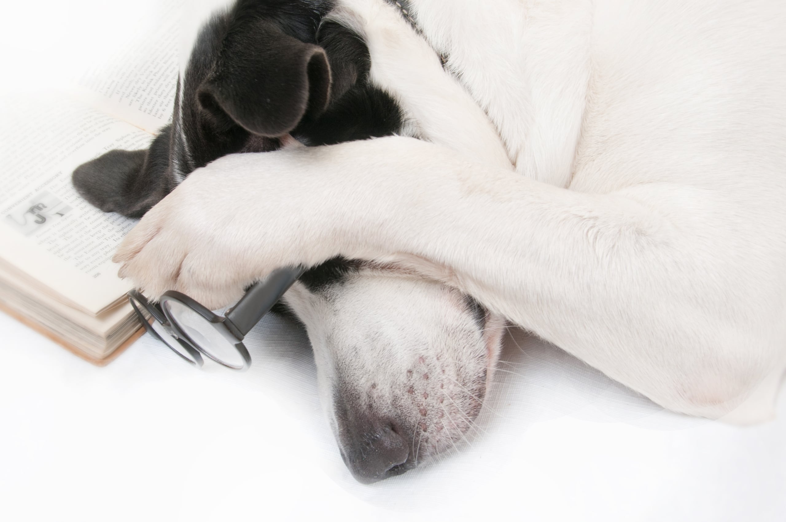 El animal puede presentar una de las dos formas de la enfermedad: la genética o la adquirida.