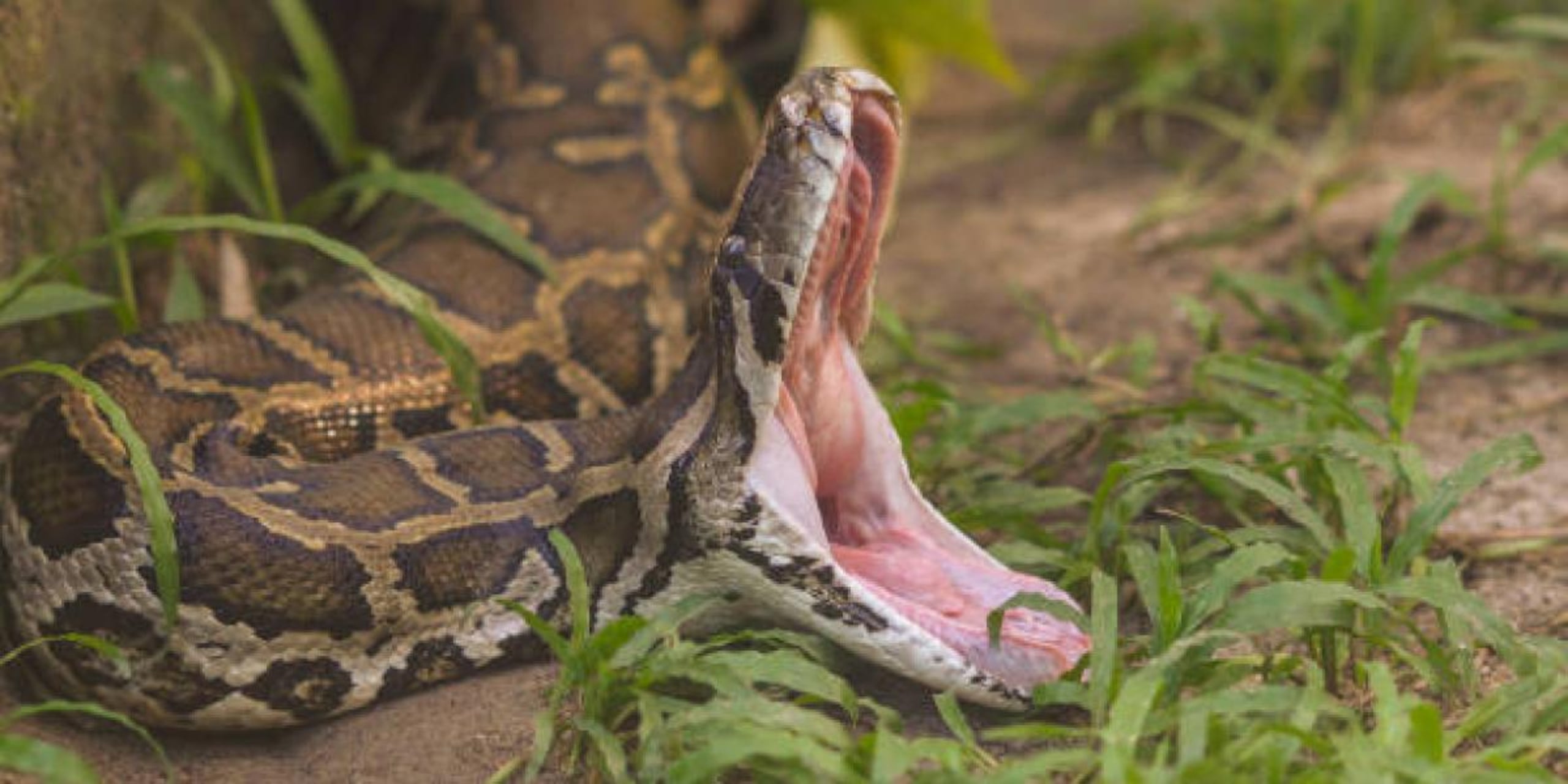 Aunque es raro, algunas pitones pueden atacar y devorar a adultos humanos.