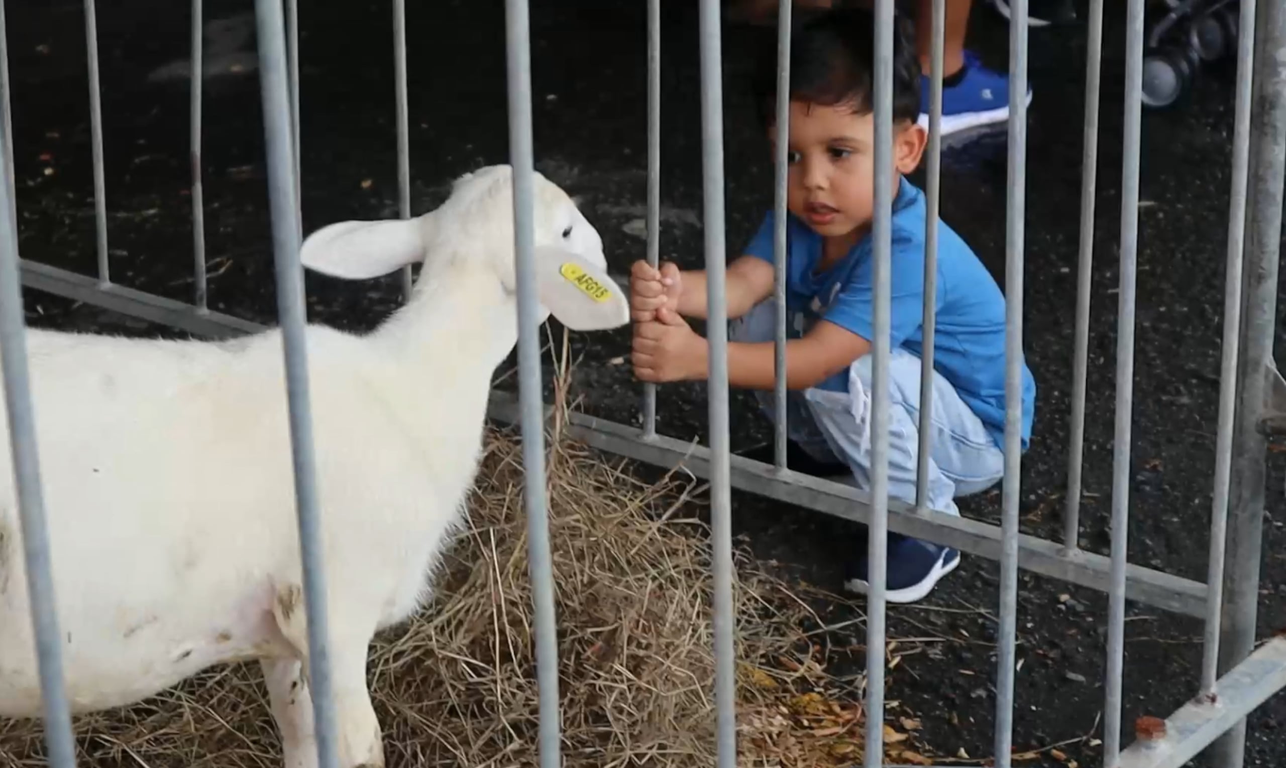 Pequeños y grandes podrán disfrutar del evento agrícola y cultural que se llevará a cabo a partir del 29 de septiembre.