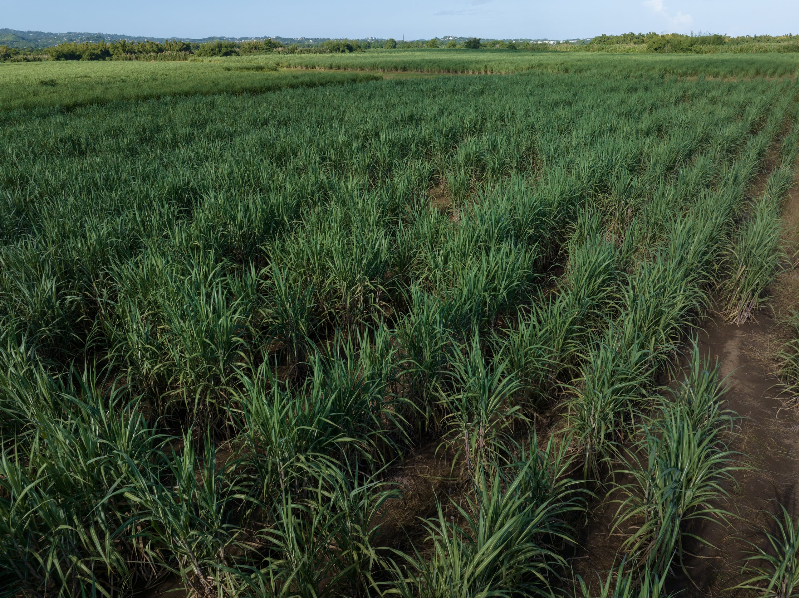 El Departamento de Agricultura procura adquirir maquinarias para la limpieza de los drenajes en esas tierras con el fin de reutilizarlas para cultivos.