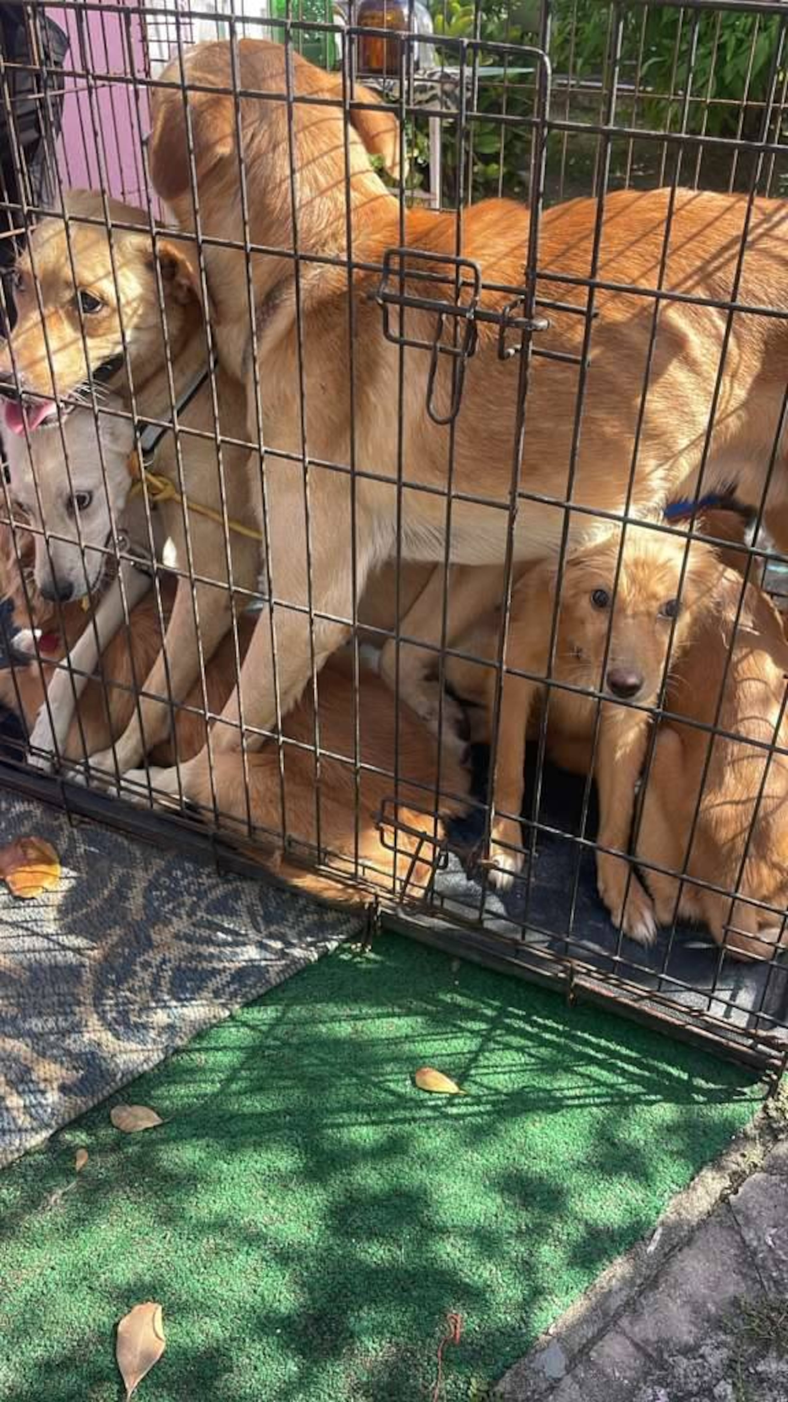 Fue en redes sociales donde se publicaron imágenes de varios perros colocados en jaulas para ser trasladados.