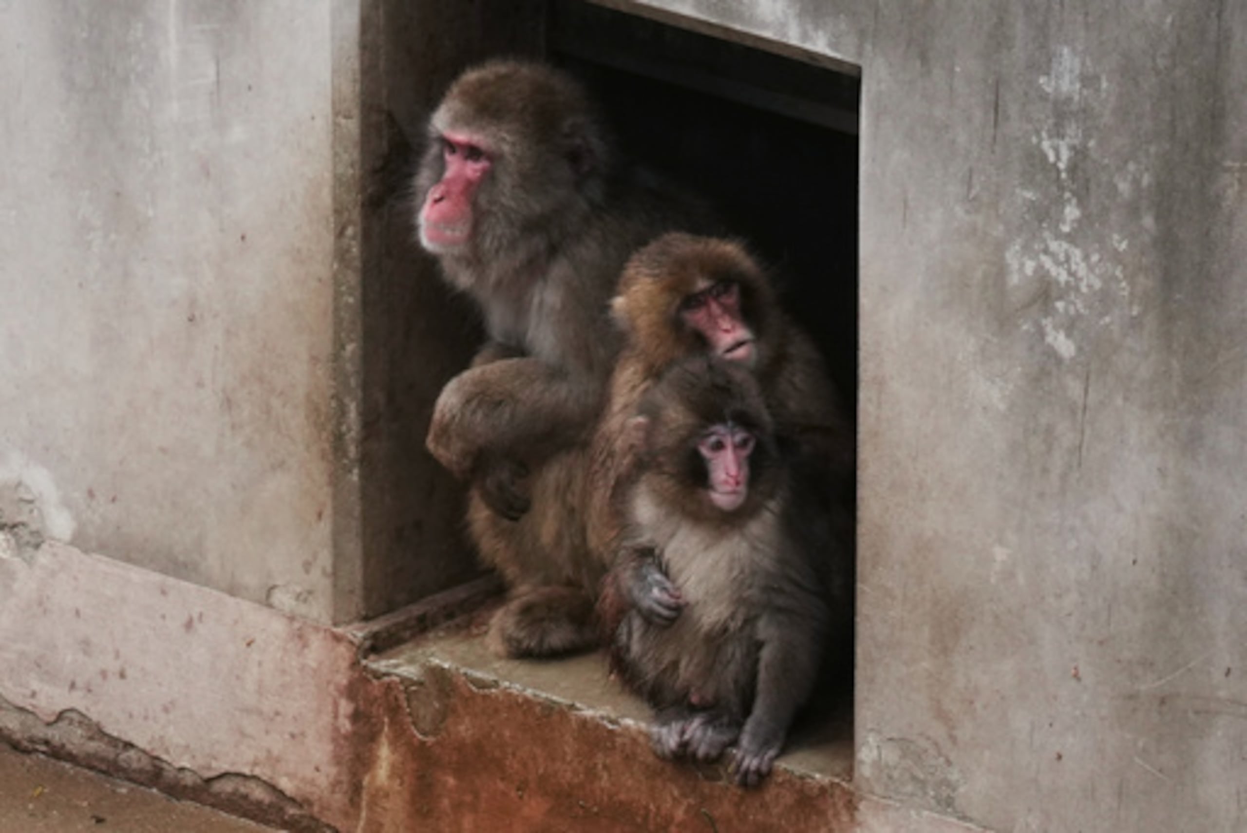 Punch, a la derecha, un macaco japonés nacido el 26 de julio de 2025, se sienta con otros en la zona de juegos de los monos en el zoológico de la ciudad de Ichikawa, en la ciudad vecina de Tokio, al este, el martes 3 de marzo de 2026. (AP Photo/Hiro Komae)