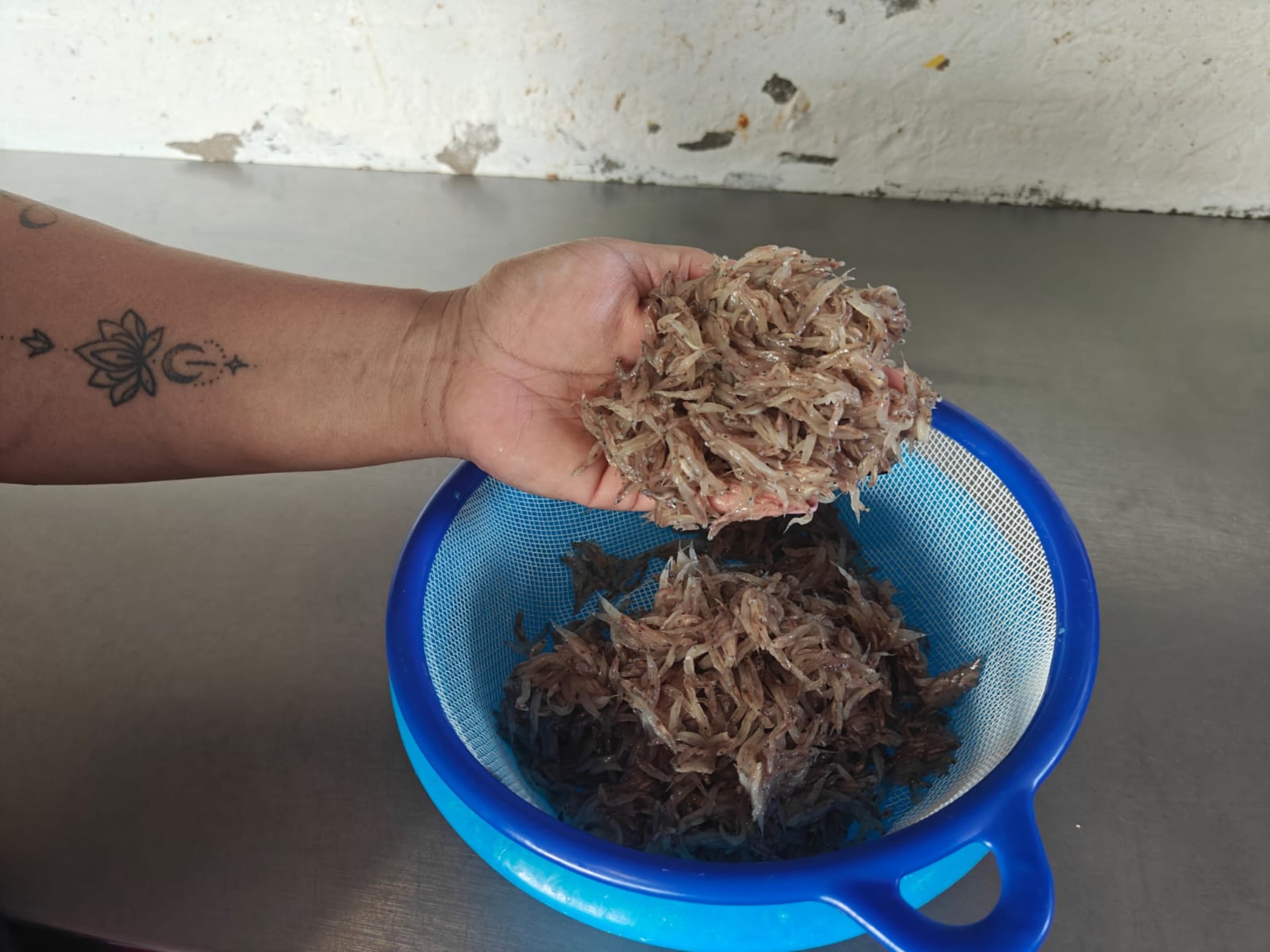 El cetí es un pez diminuto, de apenas seis pulgadas, que puede hallarse en los estuarios de la Isla, y que se consume en su etapa larval.