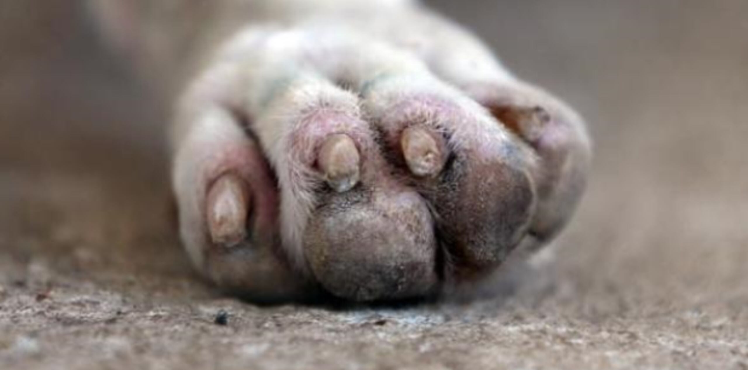 La defensa de la mujer imputada de maltrato de animales contrató a un perito para que evalúe a su representada ante una posible defensa de insanidad mental. (Archivo)