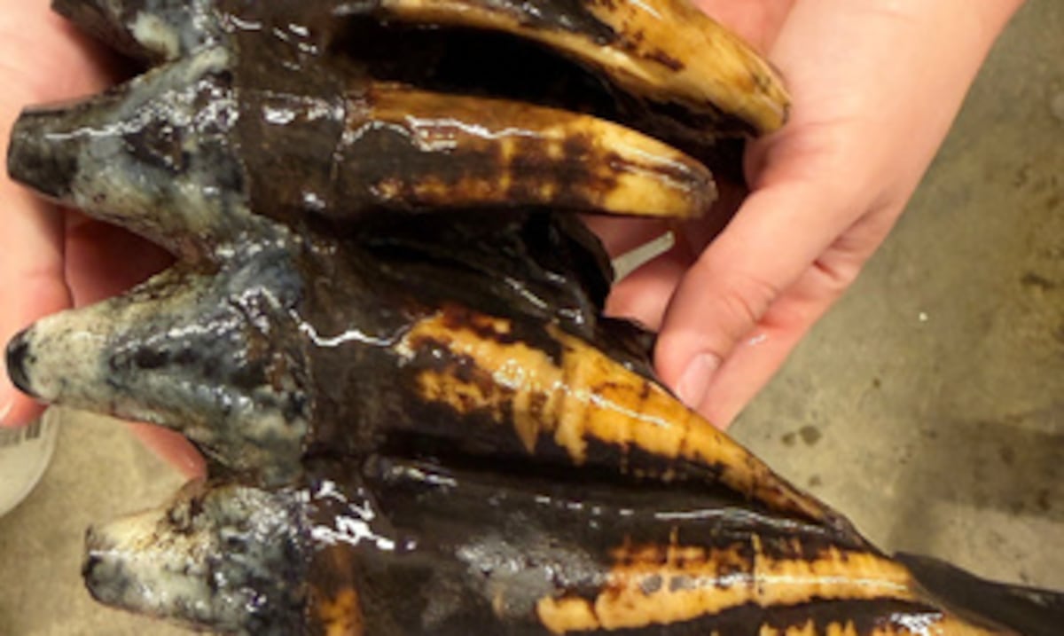 They find the tooth of a well-established Pacific mastodonte in a stream in the San Francisco Bay area