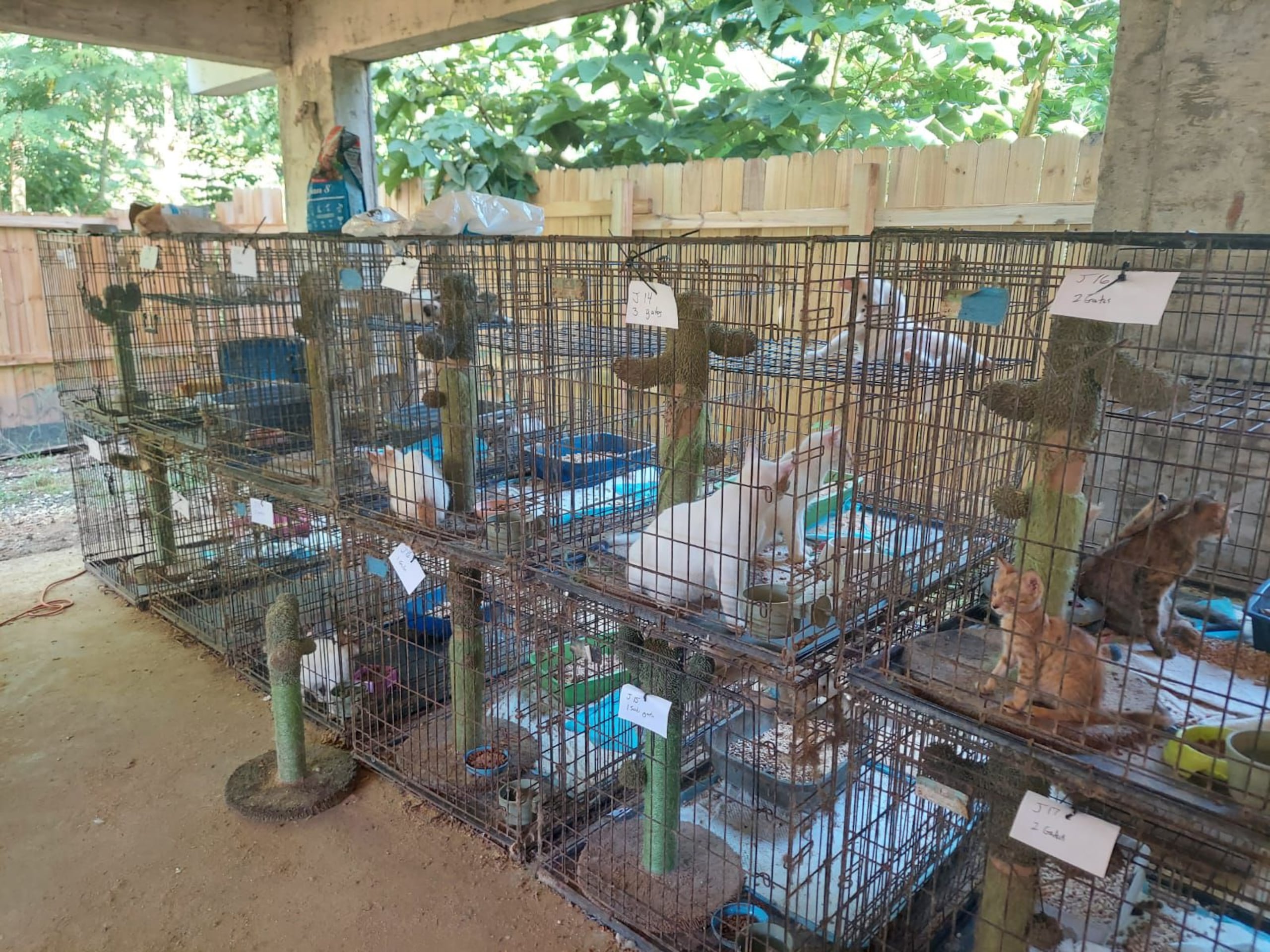 Muchos de los gatos rescatados estaban en pésimas condiciones de salud, según el informe de novedades.
