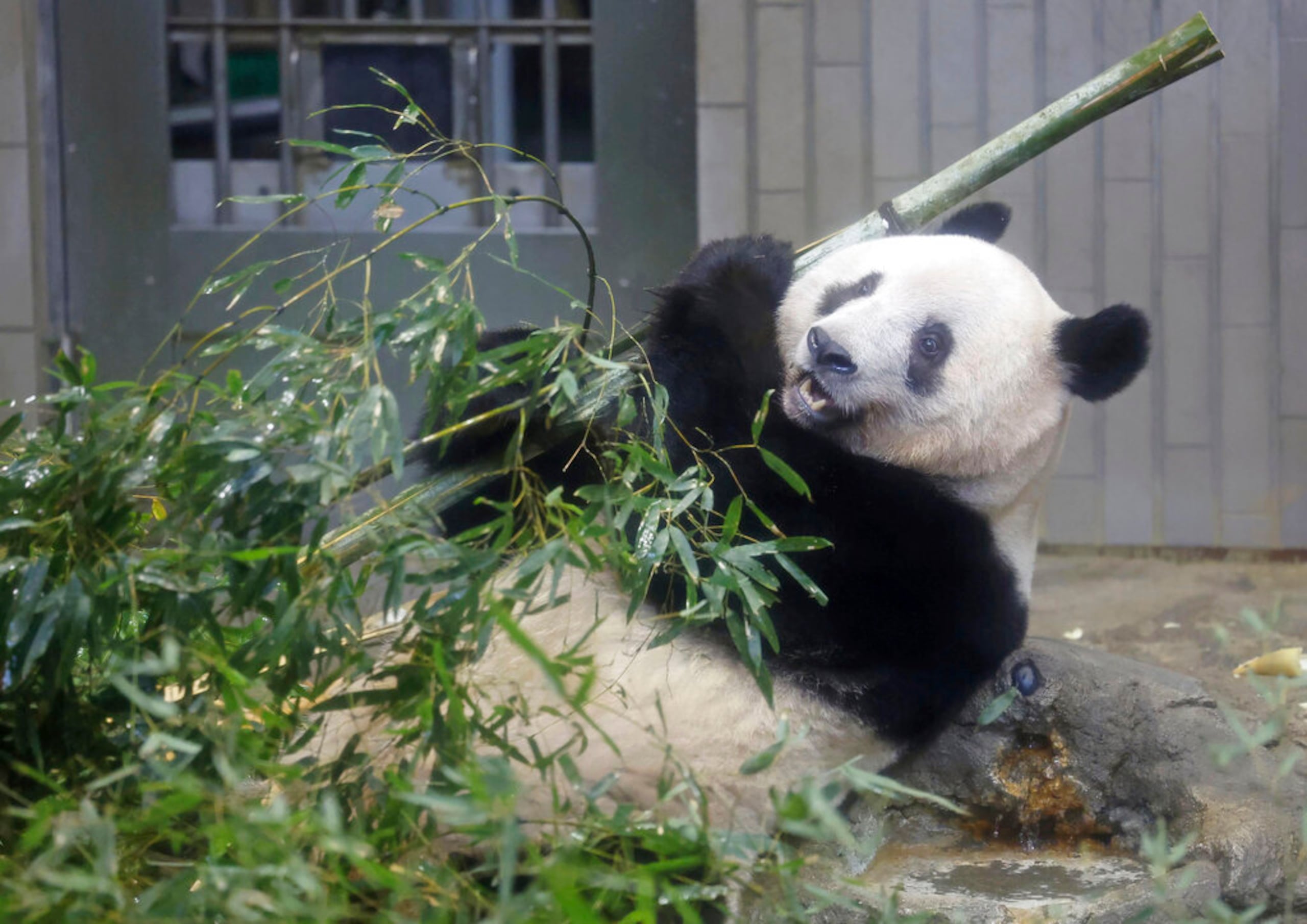 El bambú es asociado frecuentemente con los osos panda.