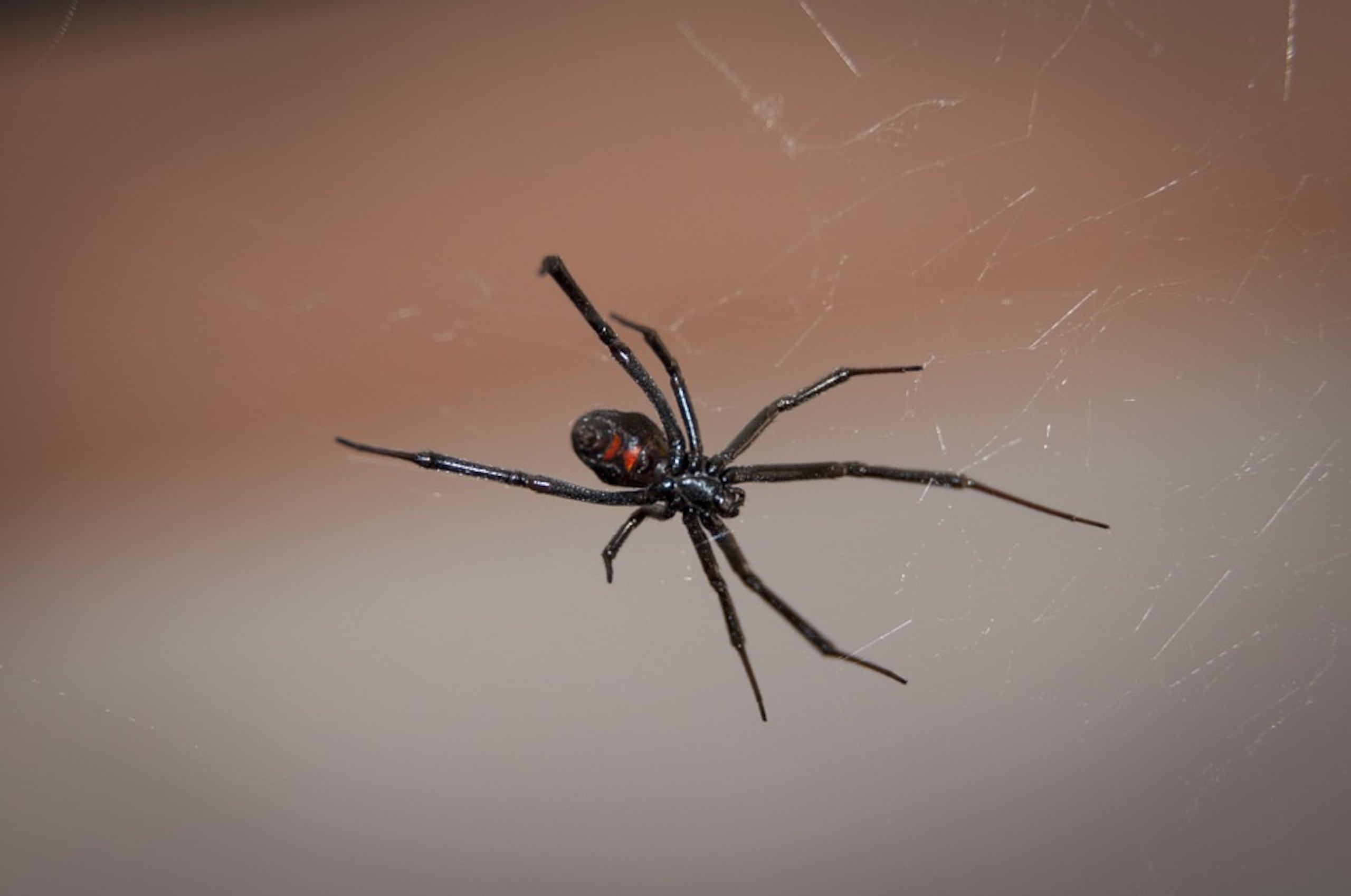 El niño no quiso decir inicialmente a su madre qué había pasado, pero tras mucha insistencia terminó contándole que fue picado por la araña.