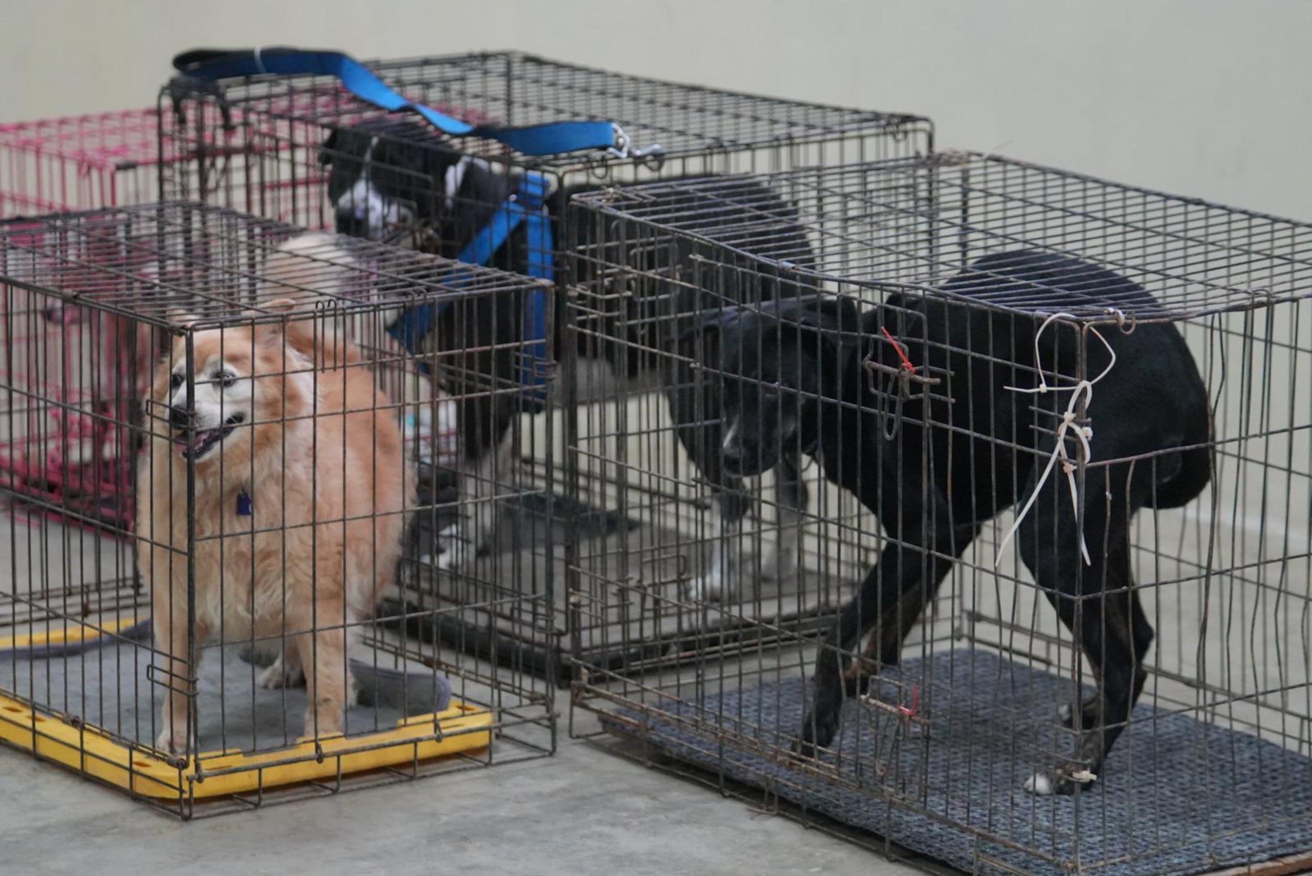 La rescatista Hilda Mieles se refugió en la escuela Francisca Dávila Semprit, en Sabana Seca, y pernoctó en el albergue con cinco de los 14 perros que ha adoptado.