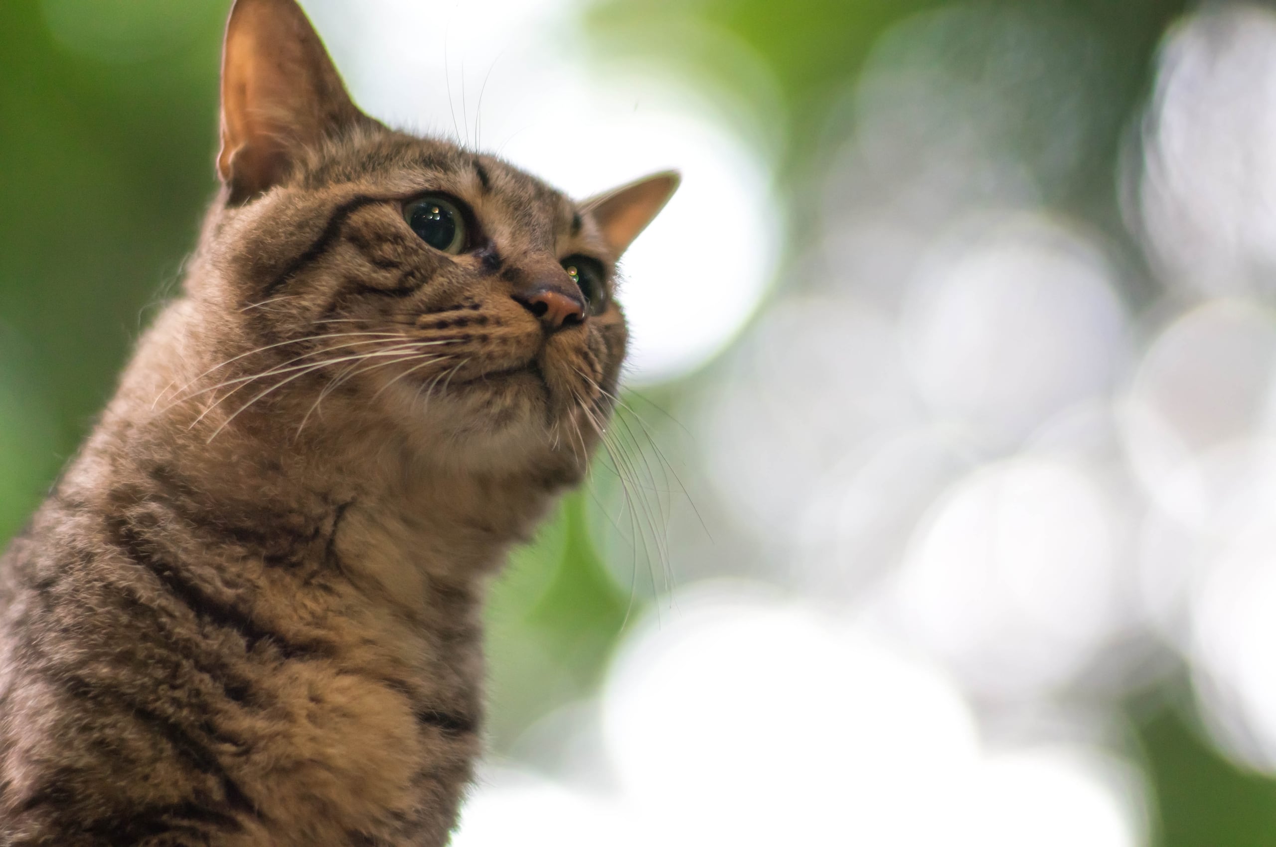 Los próximos eventos de adopciones del Albergue de Animales de Bayamón serán los días 29 y 30 de enero, en la tienda PetSmart de San Patricio, Guaynabo.