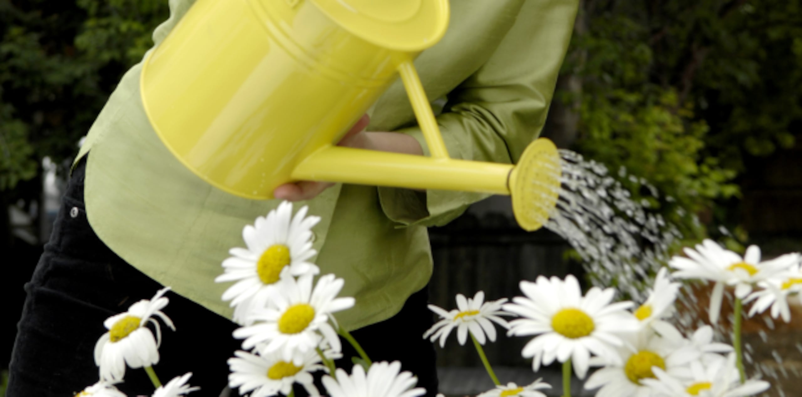 Siempre habrá plantas que hay que regar para que se hidraten. (Archivo)