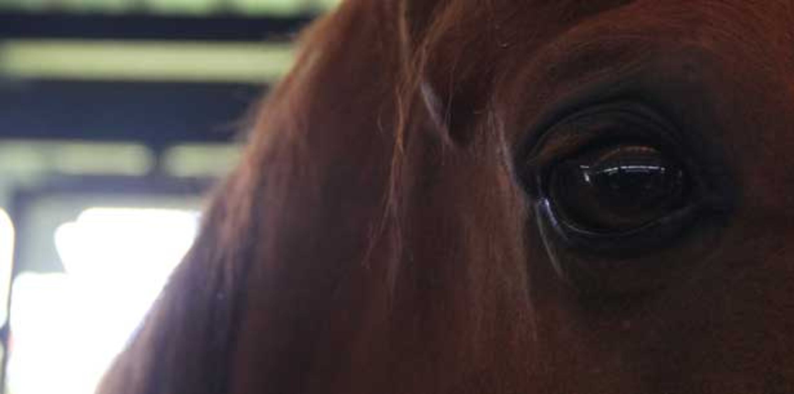 El cuidador de los animales, identificado como Antonio Torres, llegó al lugar para darles comida, cuando se encontró dos caballos y dos yeguas muertos. (Archivo)
