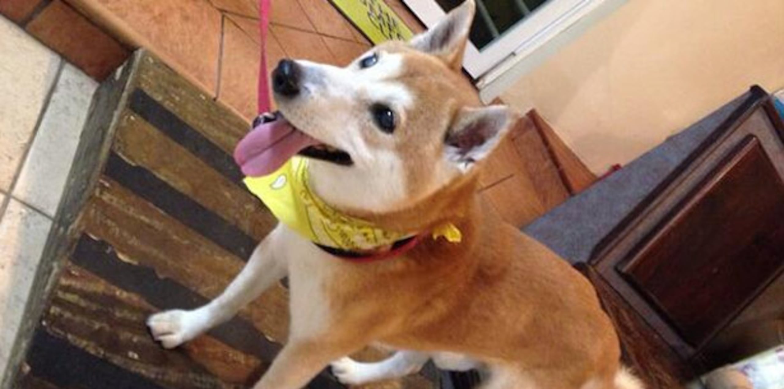 El proceso de adaptación de la mascota no será de un día para otro, ya que el Shiba Inu vivió 14 años junto con su “papá”, Luis Raúl. (Suministrada)