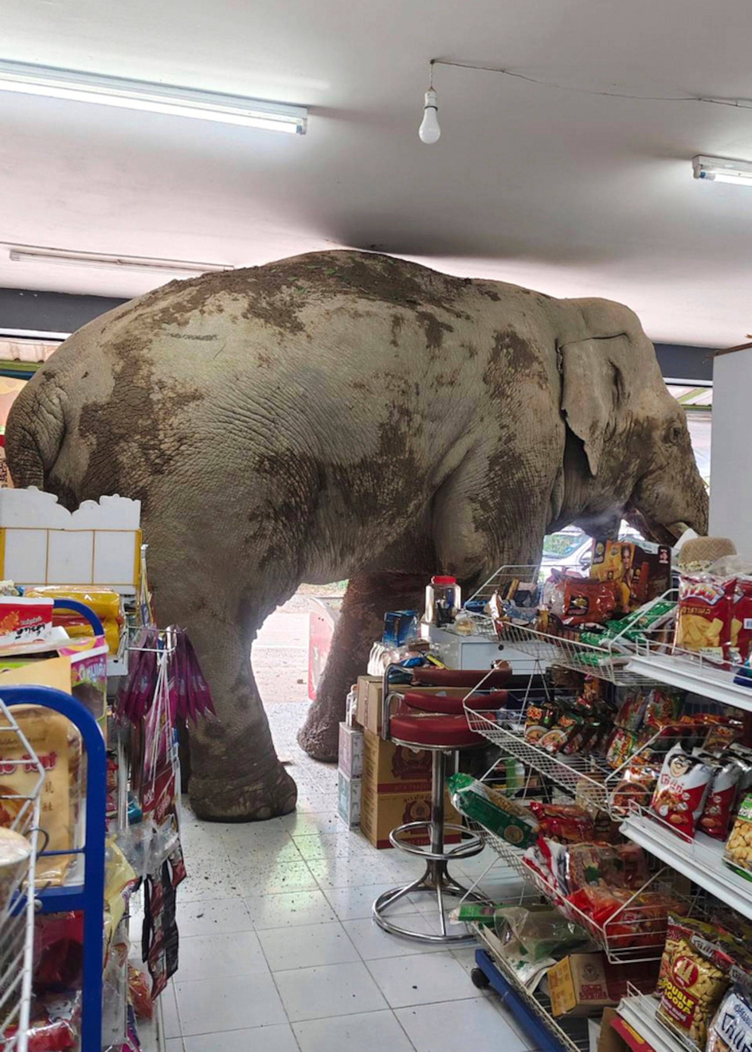 Un elefante, conocido como Plai Biang Lek, se metió a un supermercado en la provincia de Nakhon Ratchasima, en Tailandia, el 2 de junio de 2025.