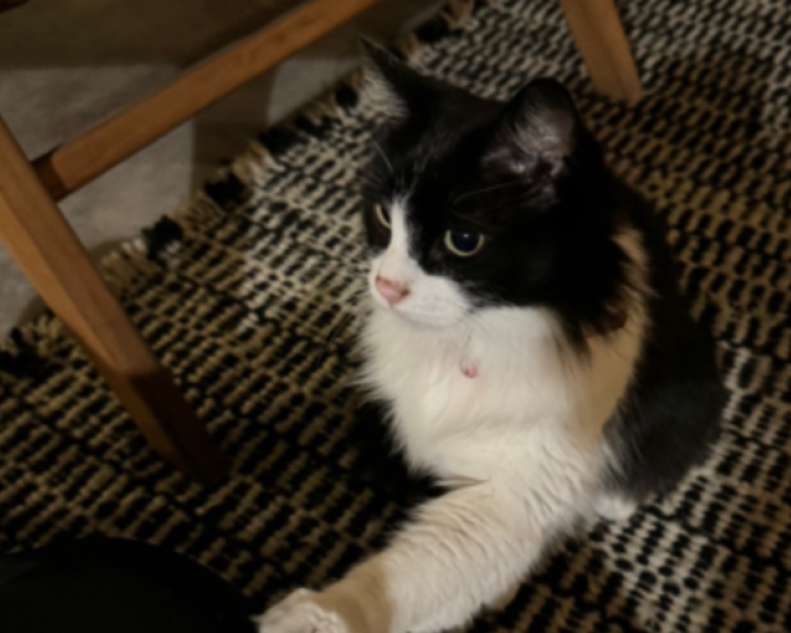 Gucci, un habitual residente del establecimiento, había desarrollado un afectuoso vínculo con la viajera durante su estadía, teniendo la costumbre de dormir junto a ella cada noche.